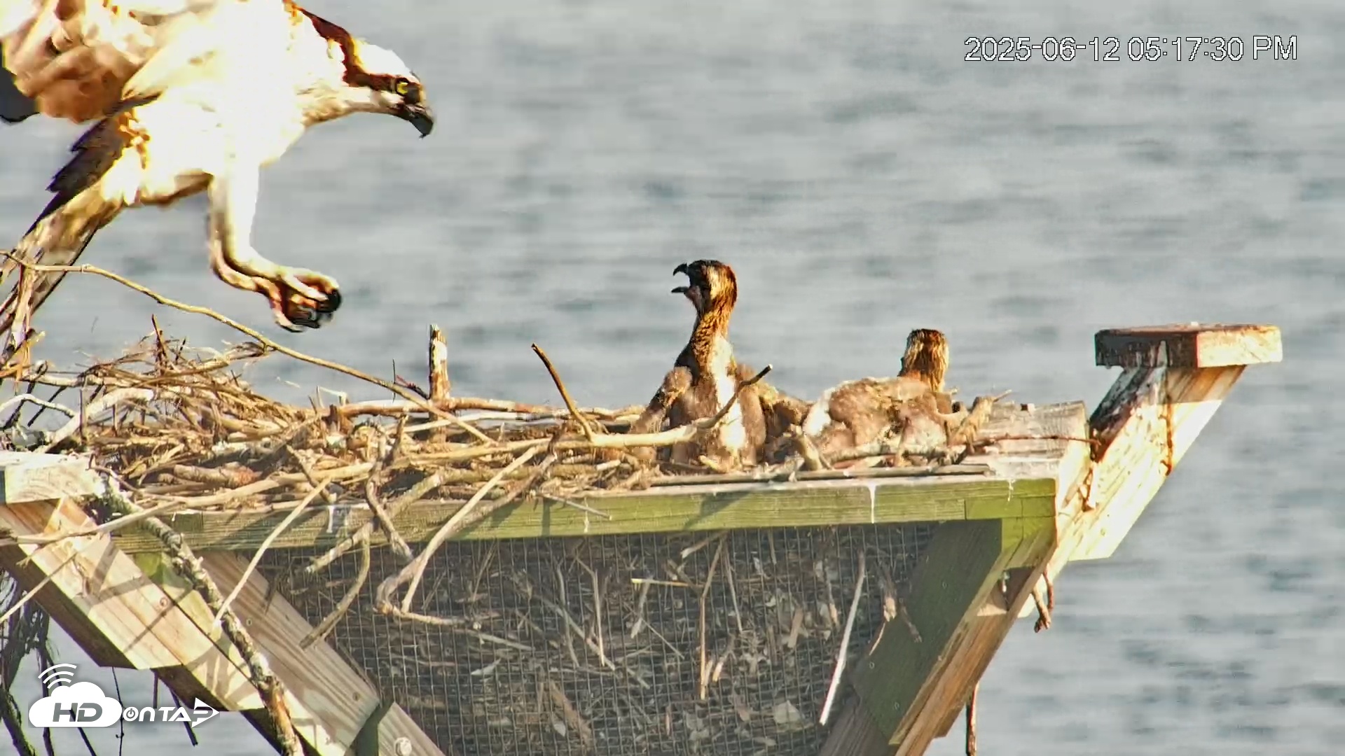Snapshot of Blackwater Wildlife Refuge Osprey River Platform Live Cam taken Jun 12, 2025, 5:18pm EDT