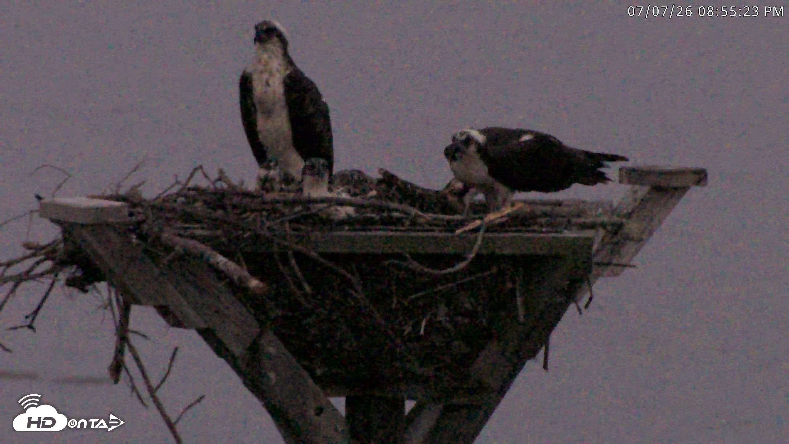 Snapshot of Blackwater Wildlife Refuge Osprey River Platform Live Cam taken Jul 7, 2026, 8:56pm EDT