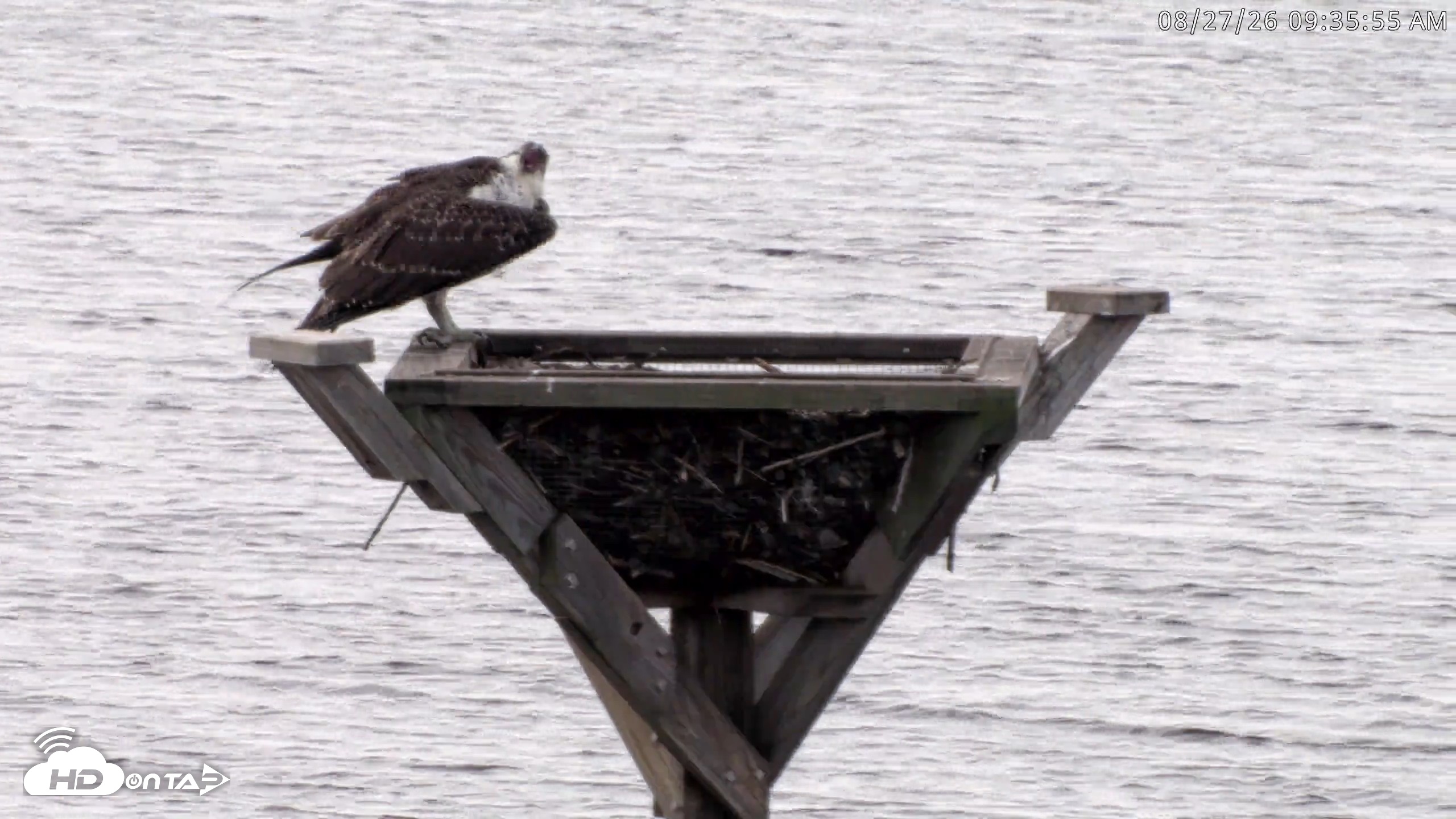 Snapshot of Blackwater Wildlife Refuge Osprey River Platform Live Cam taken Aug 27, 2026, 9:36am EDT