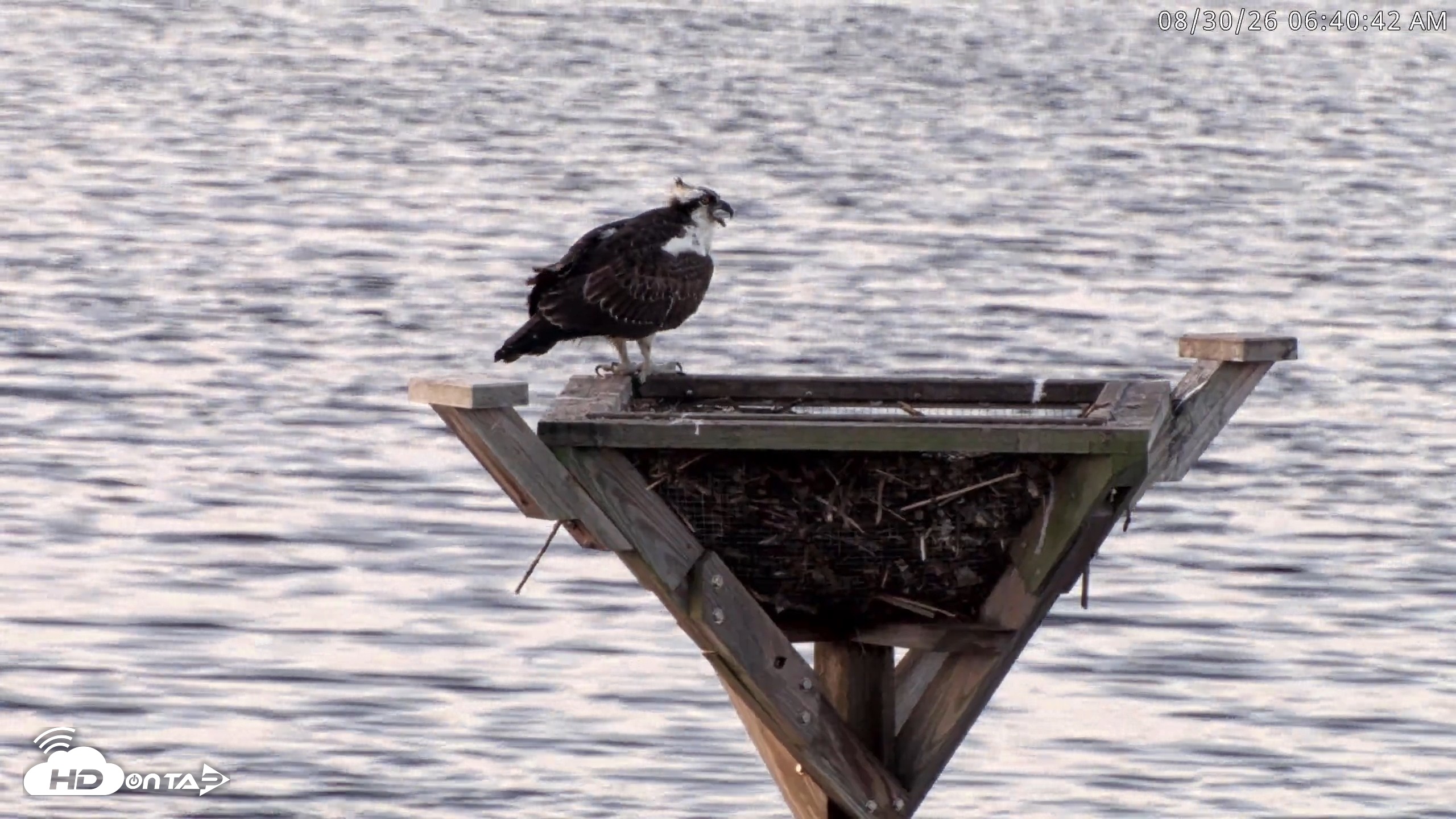 Snapshot of Blackwater Wildlife Refuge Osprey River Platform Live Cam taken Aug 30, 2026, 6:41am EDT