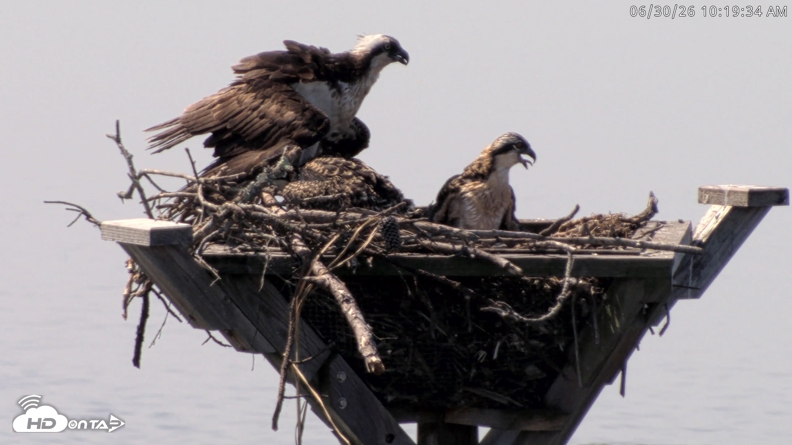 Snapshot of Blackwater Wildlife Refuge Osprey River Platform Live Cam taken Jun 30, 2026, 10:20am EDT
