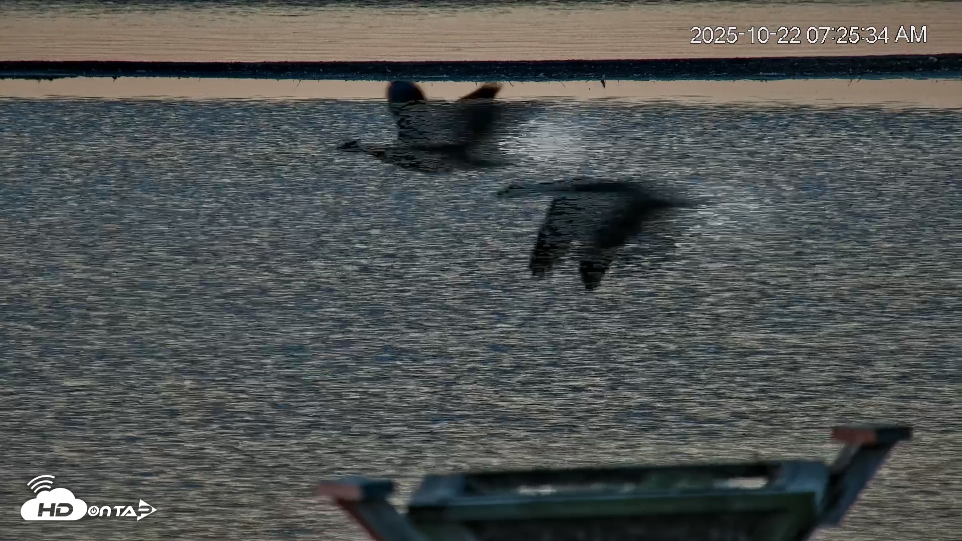 Snapshot of Blackwater Wildlife Refuge Osprey River Platform Live Cam taken Oct 22, 2025, 7:26am EDT