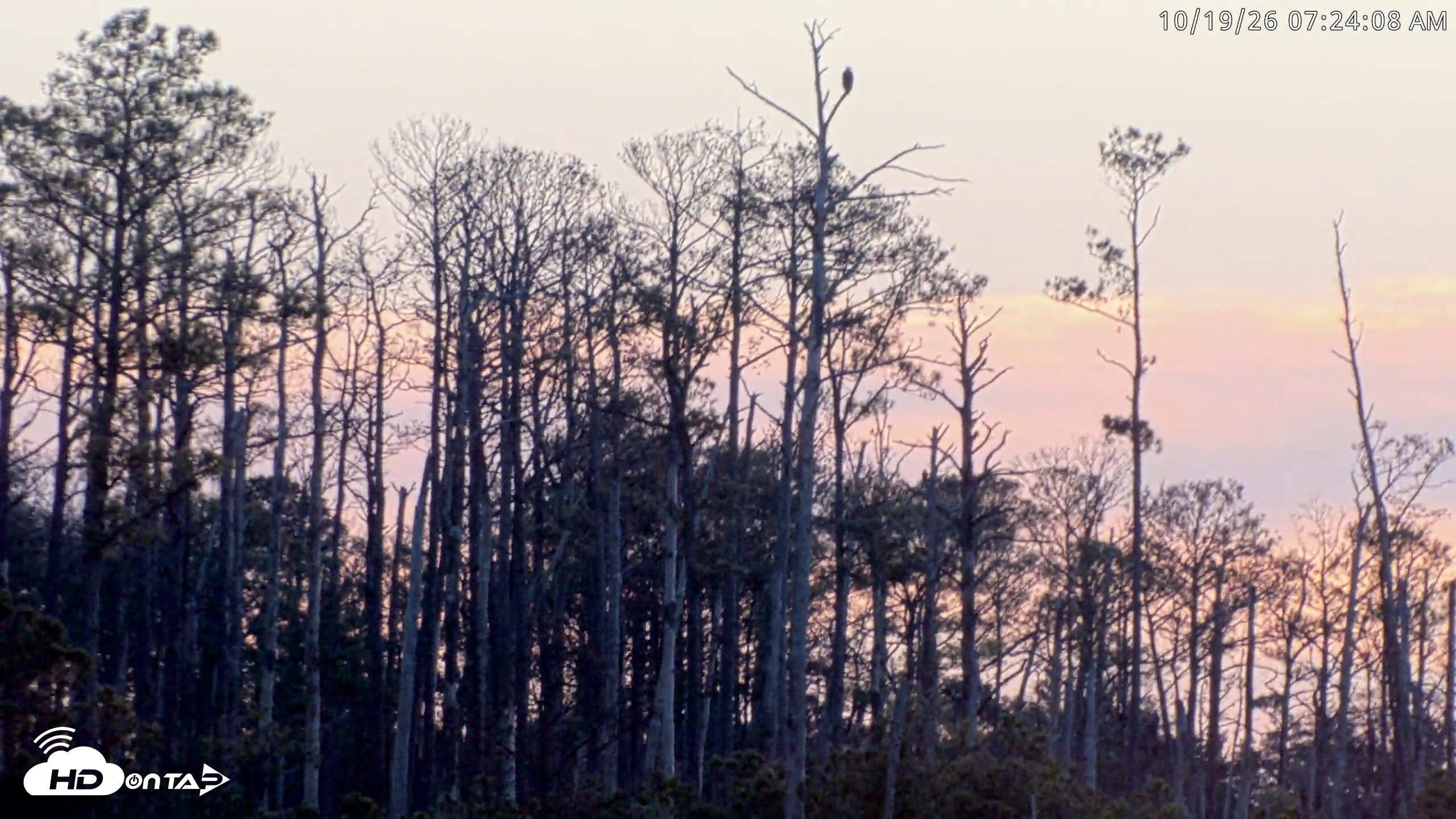 Snapshot of Blackwater Wildlife Refuge Osprey River Platform Live Cam taken Oct 19, 2026, 7:24am EDT