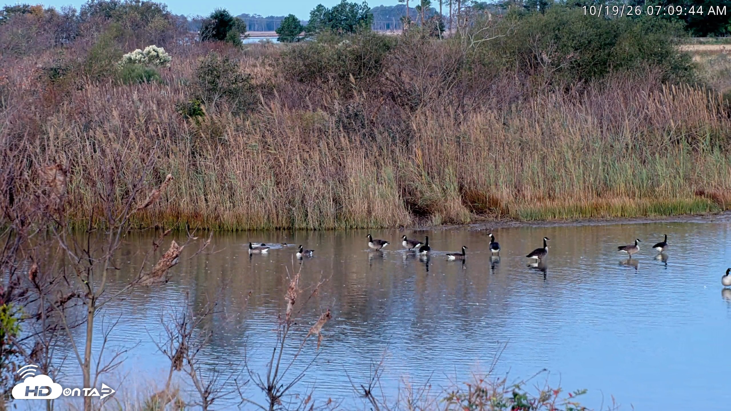 Snapshot of Blackwater Wildlife Refuge Osprey River Platform Live Cam taken Oct 19, 2026, 7:10am EDT