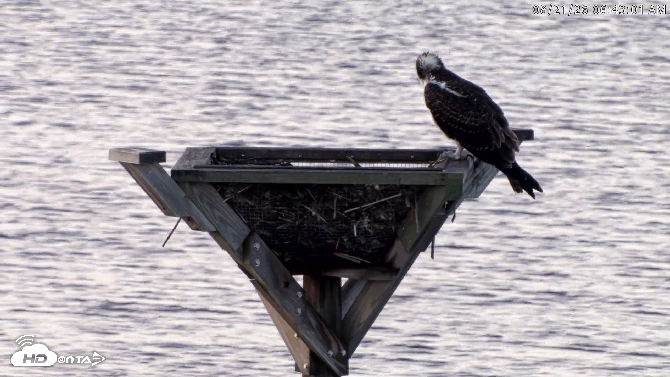 Snapshot of Blackwater Wildlife Refuge Osprey River Platform Live Cam taken Aug 21, 2026, 6:59am EDT