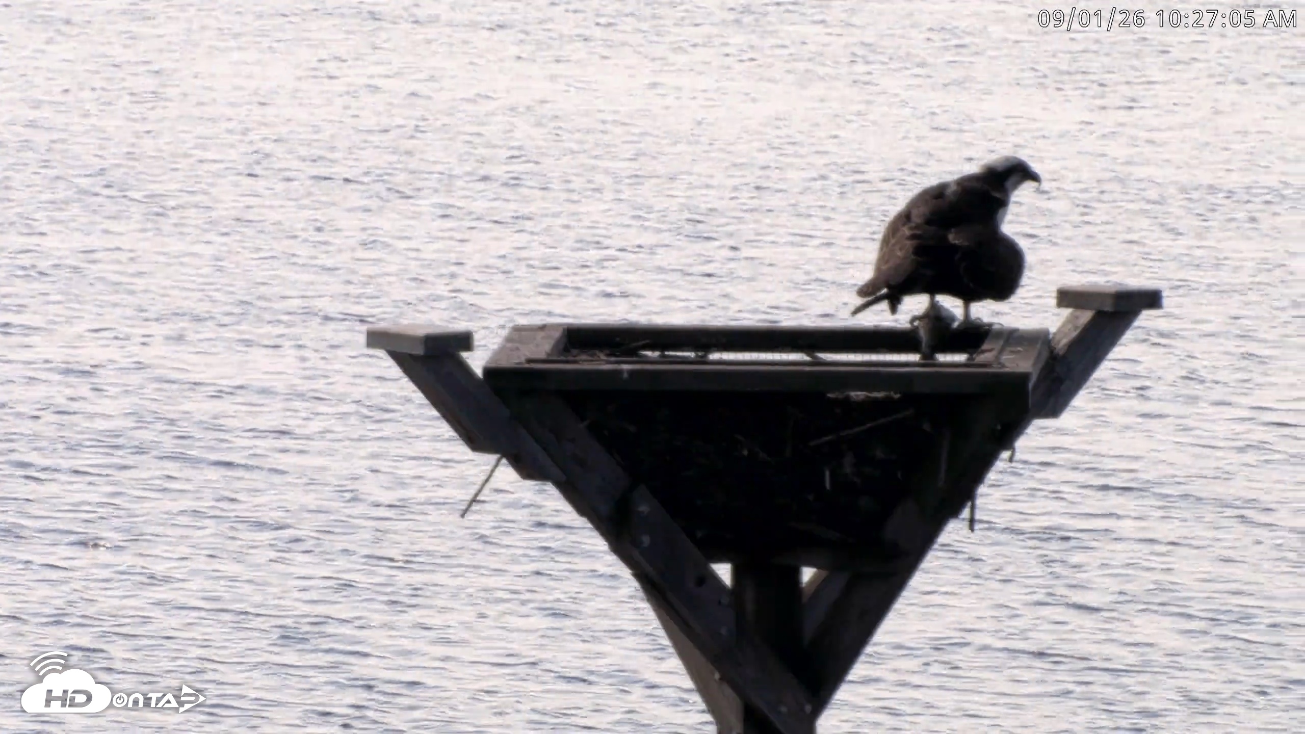 Snapshot of Blackwater Wildlife Refuge Osprey River Platform Live Cam taken Sep 1, 2026, 10:28am EDT