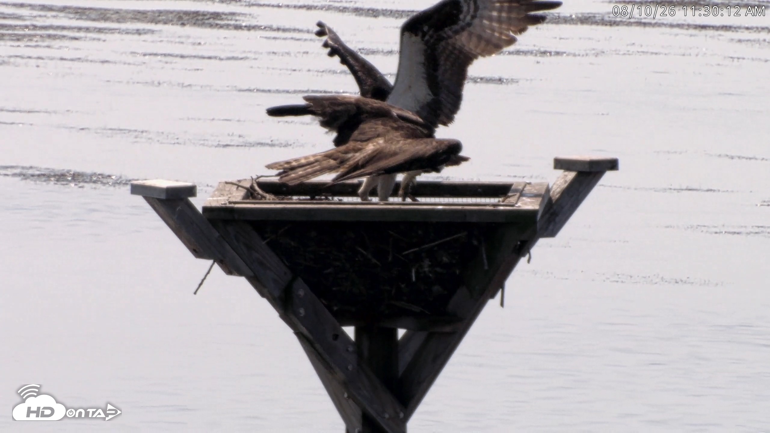 Snapshot of Blackwater Wildlife Refuge Osprey River Platform Live Cam taken Aug 10, 2026, 11:30am EDT