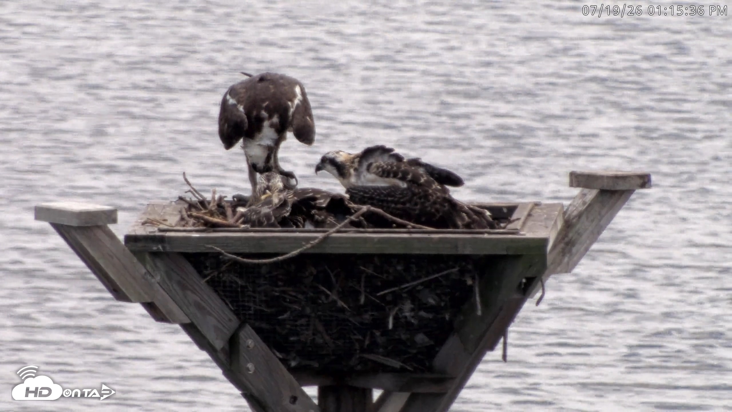 Snapshot of Blackwater Wildlife Refuge Osprey River Platform Live Cam taken Jul 19, 2026, 1:16pm EDT