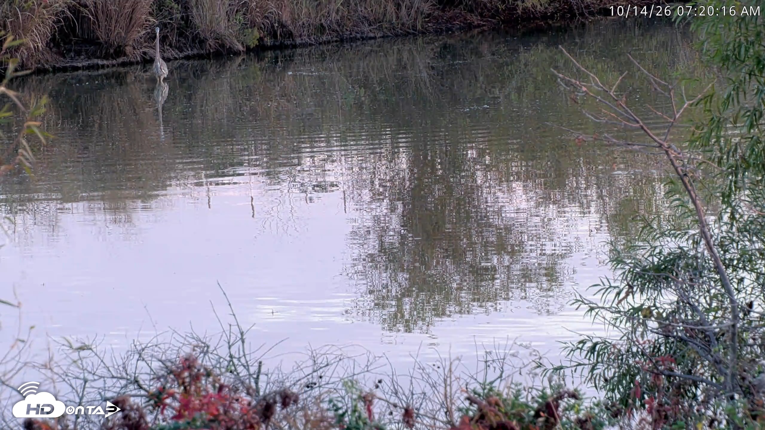 Snapshot of Blackwater Wildlife Refuge Osprey River Platform Live Cam taken Oct 14, 2026, 7:21am EDT