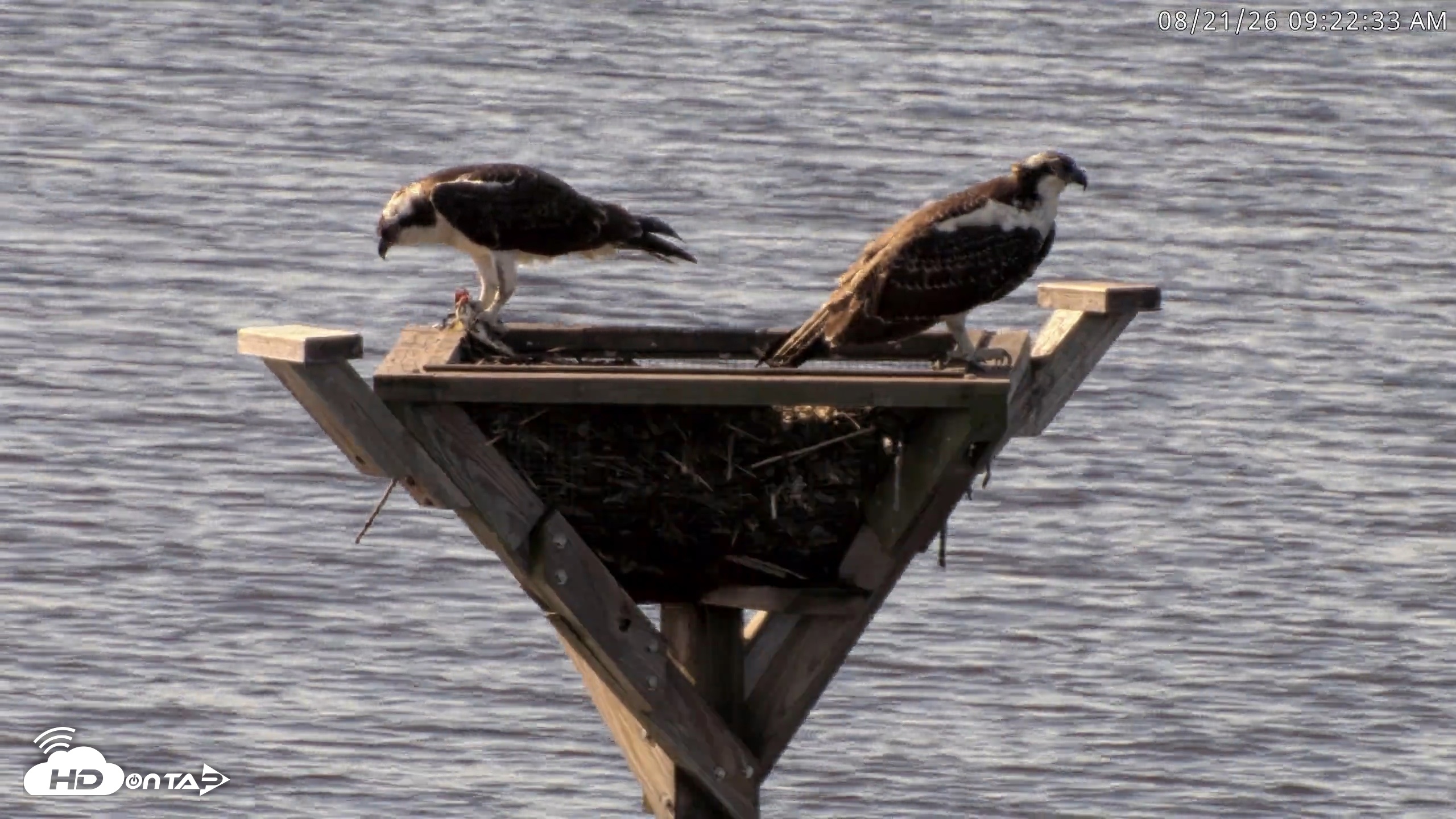 Snapshot of Blackwater Wildlife Refuge Osprey River Platform Live Cam taken Aug 21, 2026, 9:23am EDT