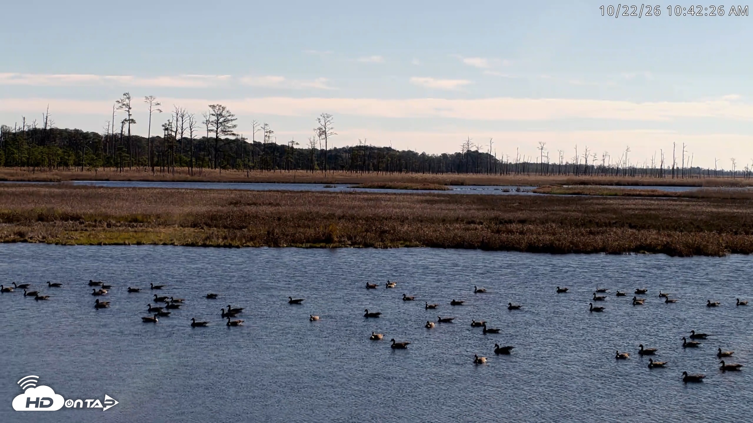 Snapshot of Blackwater Wildlife Refuge Osprey River Platform Live Cam taken Oct 22, 2026, 10:43am EDT