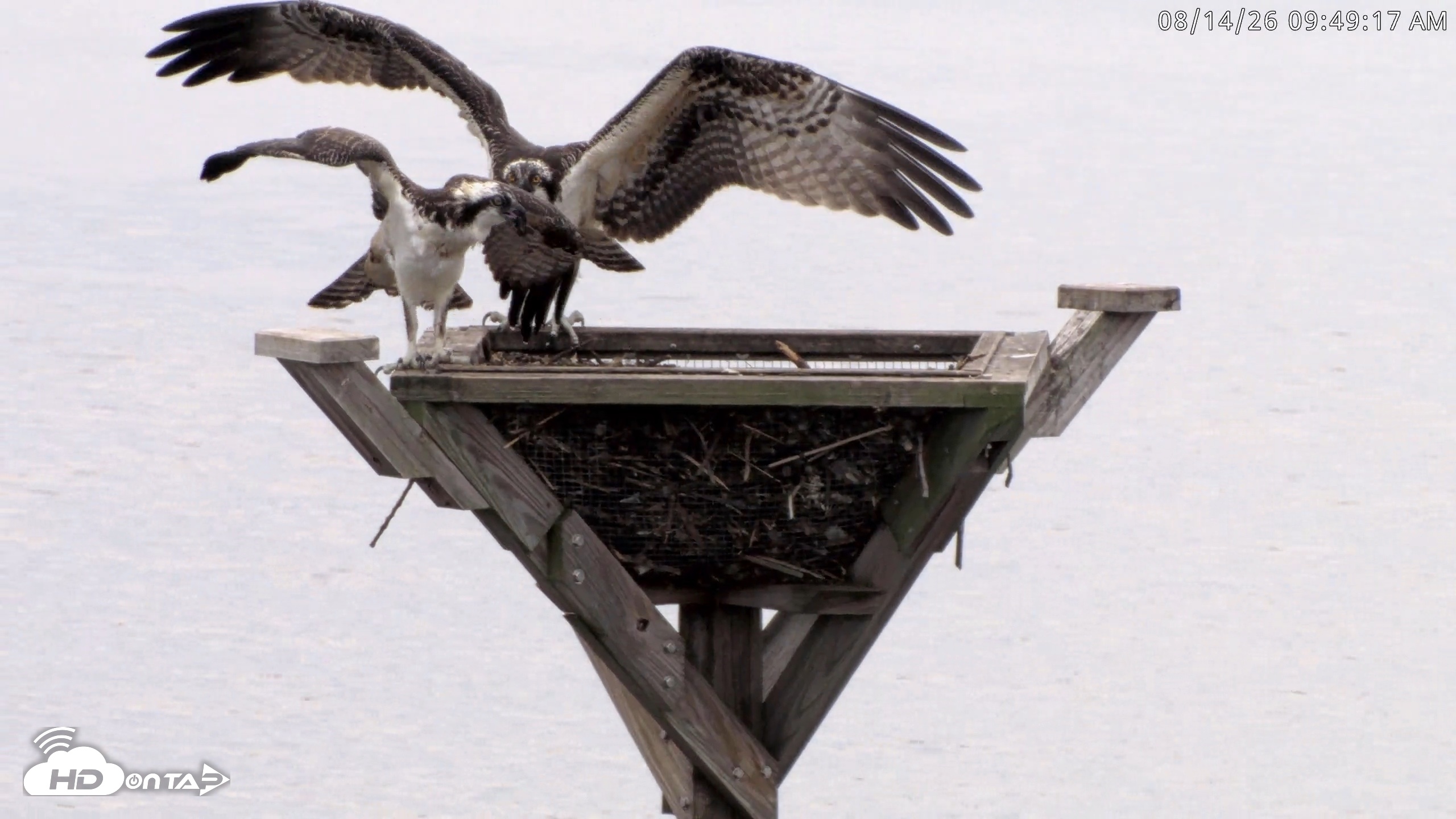 Snapshot of Blackwater Wildlife Refuge Osprey River Platform Live Cam taken Aug 14, 2026, 9:50am EDT