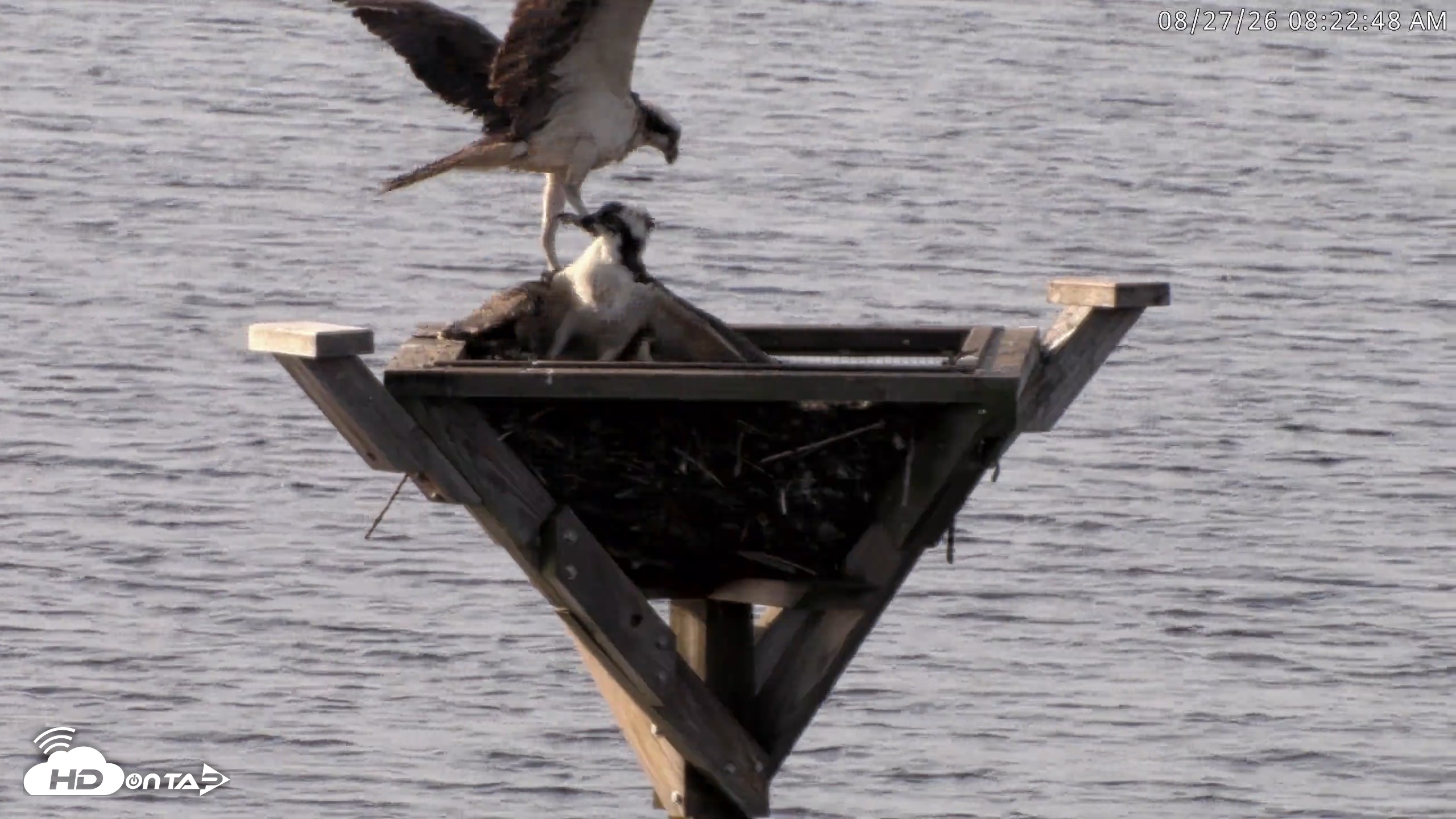 Snapshot of Blackwater Wildlife Refuge Osprey River Platform Live Cam taken Aug 27, 2026, 8:23am EDT