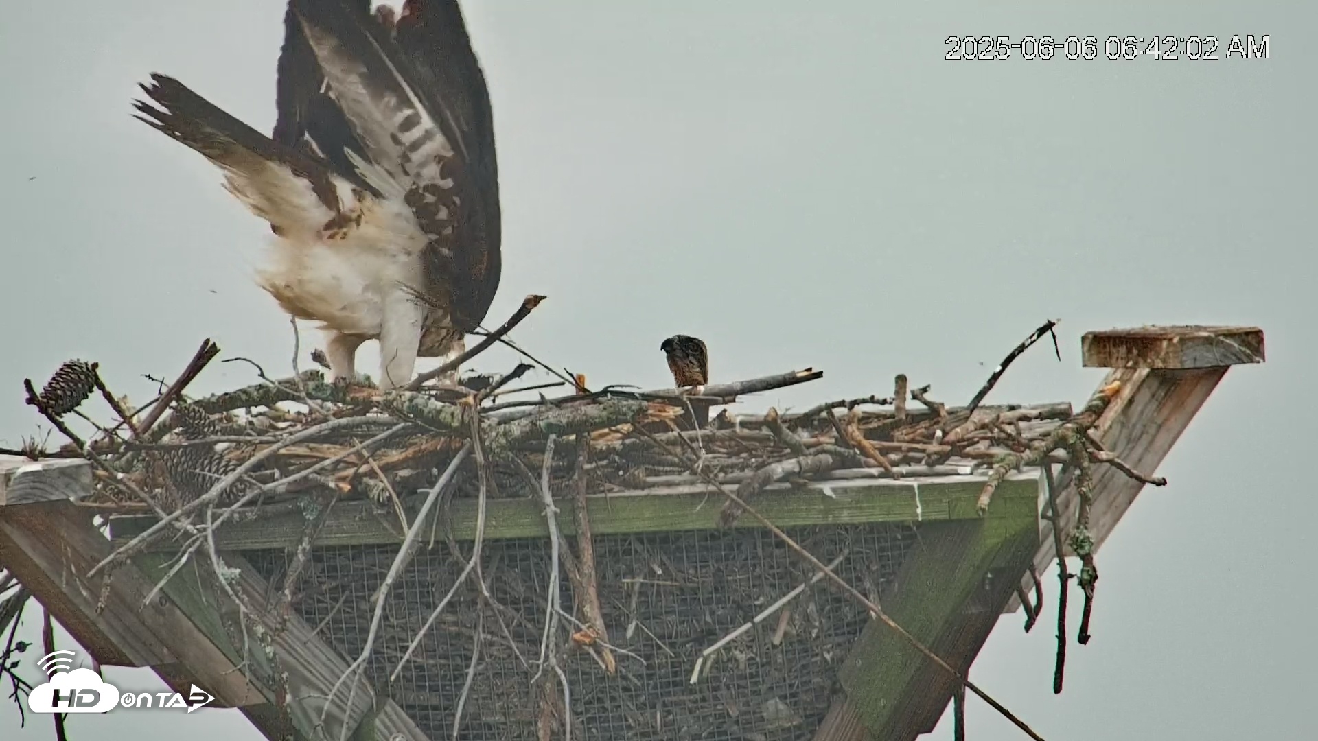 Snapshot of Blackwater Wildlife Refuge Osprey River Platform Live Cam taken Jun 6, 2025, 6:43am EDT