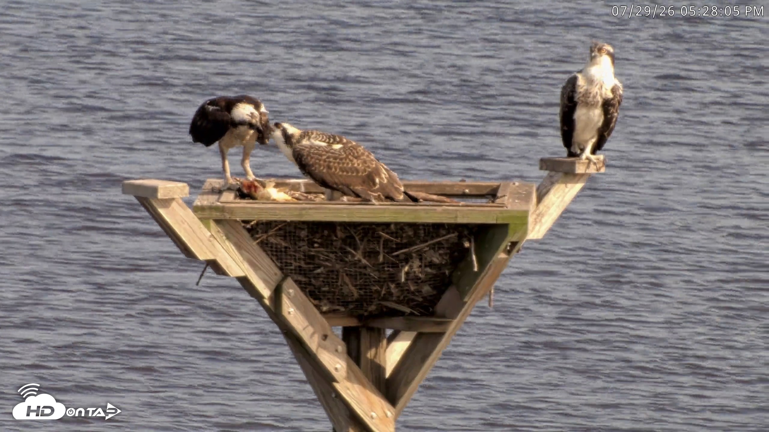 Snapshot of Blackwater Wildlife Refuge Osprey River Platform Live Cam taken Jul 29, 2026, 5:28pm EDT