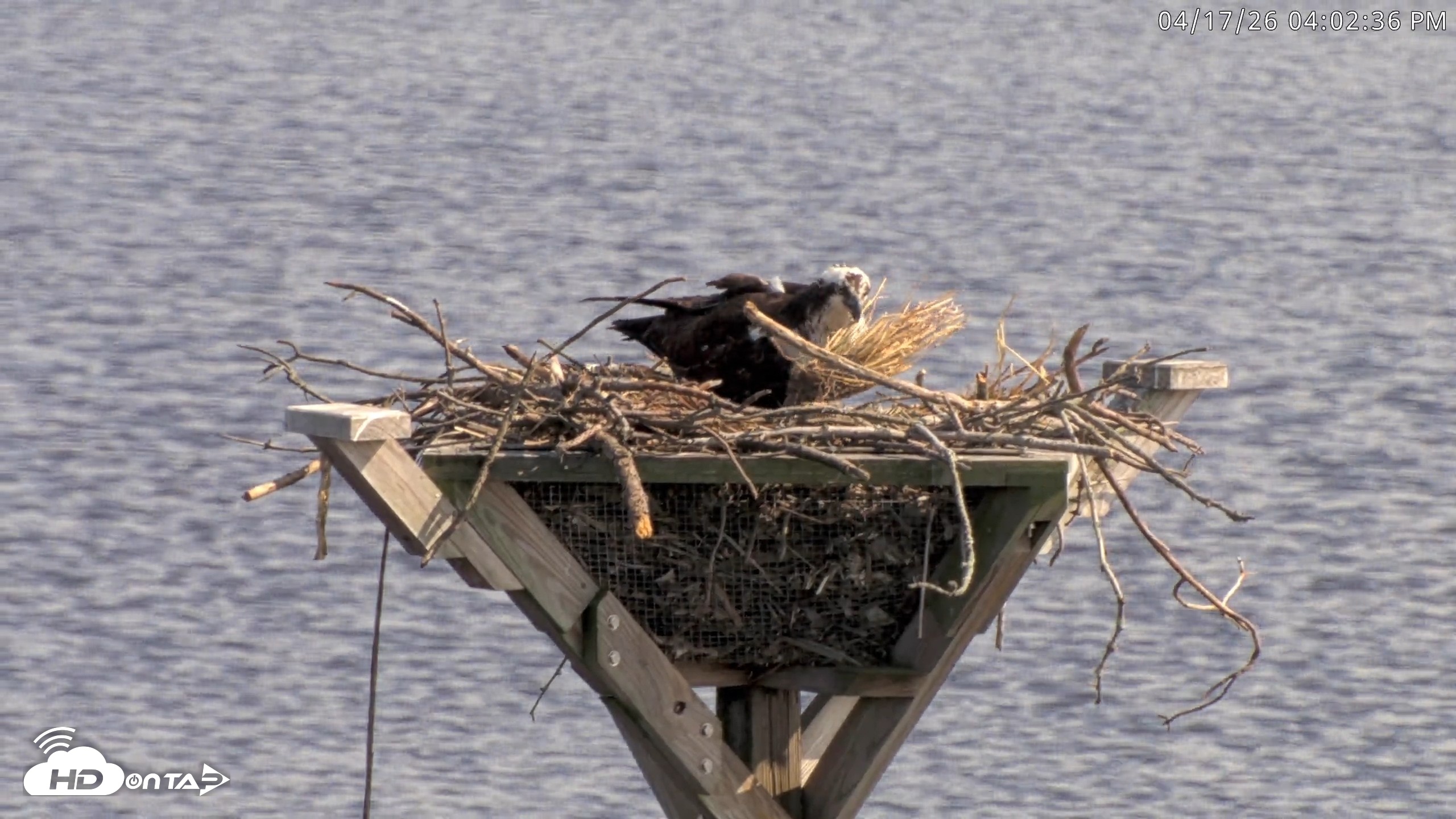 Snapshot of Blackwater Wildlife Refuge Osprey River Platform Live Cam taken Apr 17, 2026, 4:03pm EDT