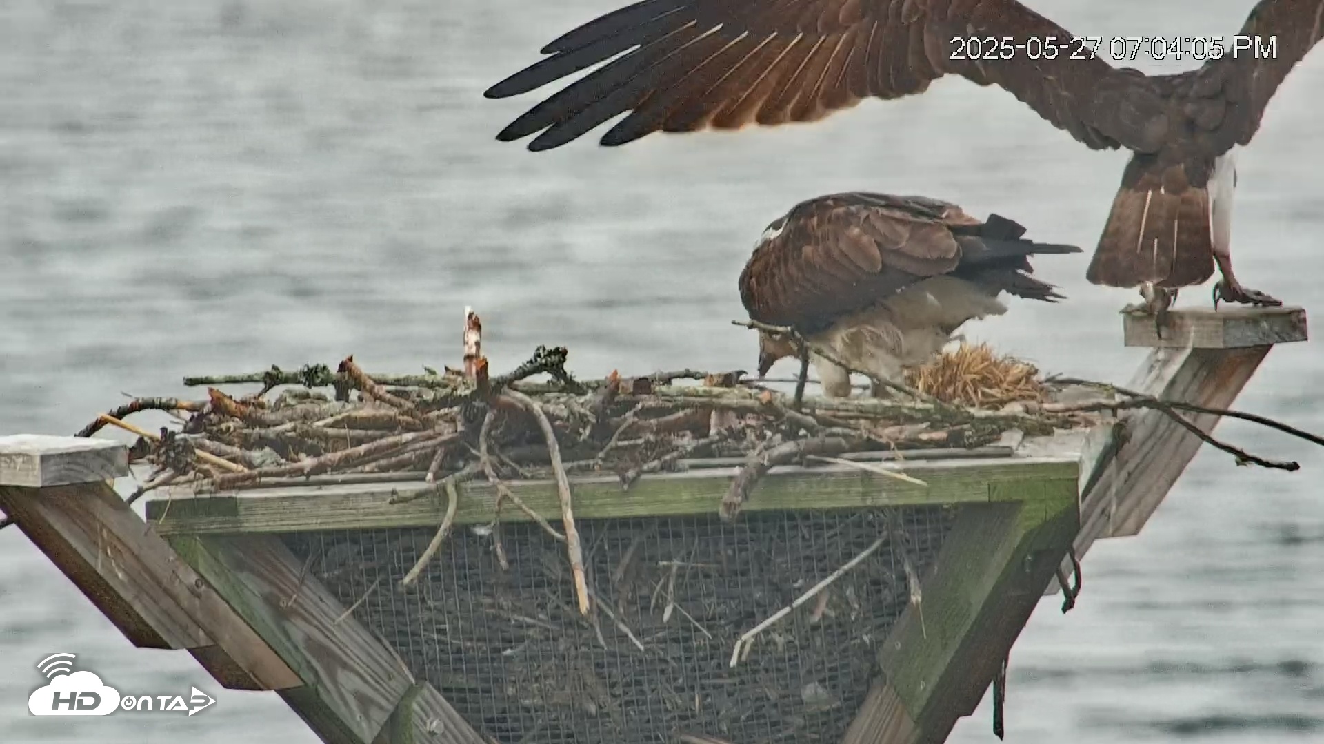 Snapshot of Blackwater Wildlife Refuge Osprey River Platform Live Cam taken May 27, 2025, 7:05pm EDT
