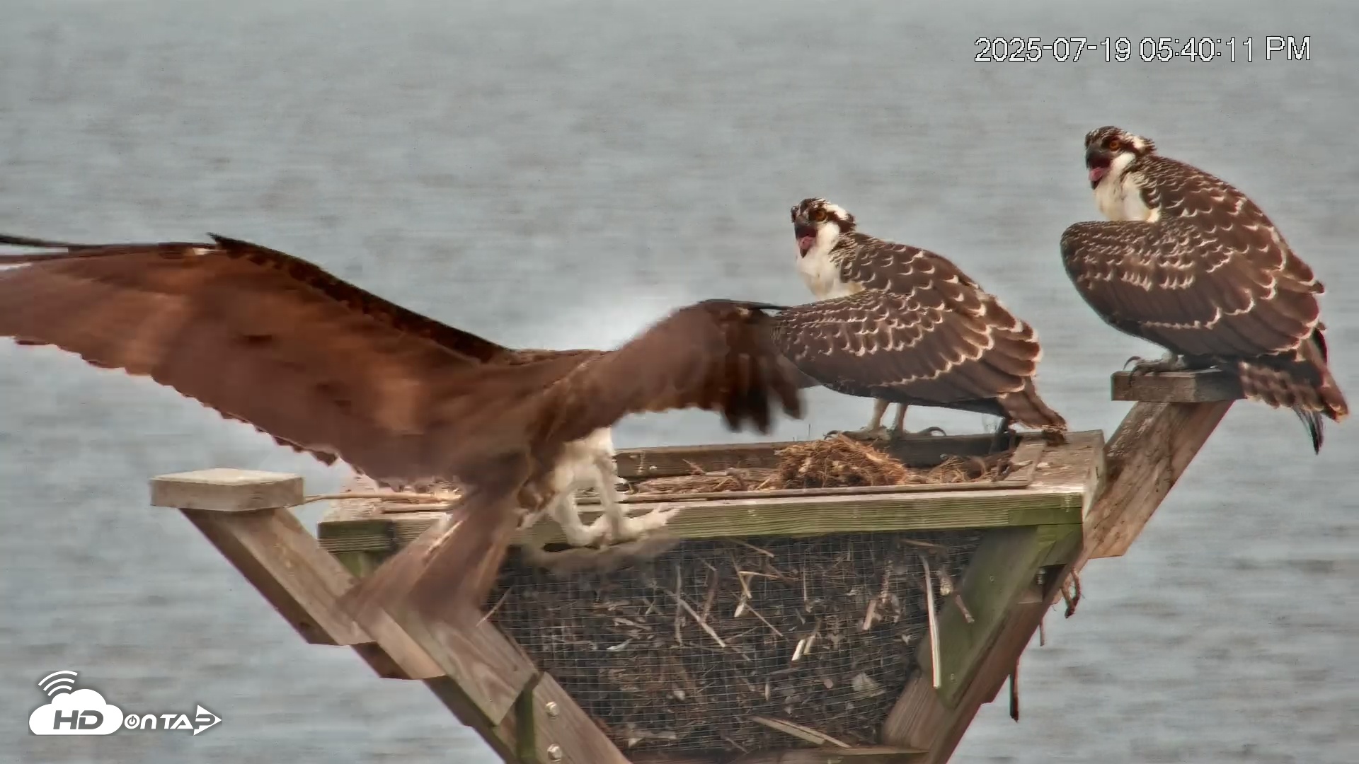Snapshot of Blackwater Wildlife Refuge Osprey River Platform Live Cam taken Jul 19, 2025, 5:41pm EDT