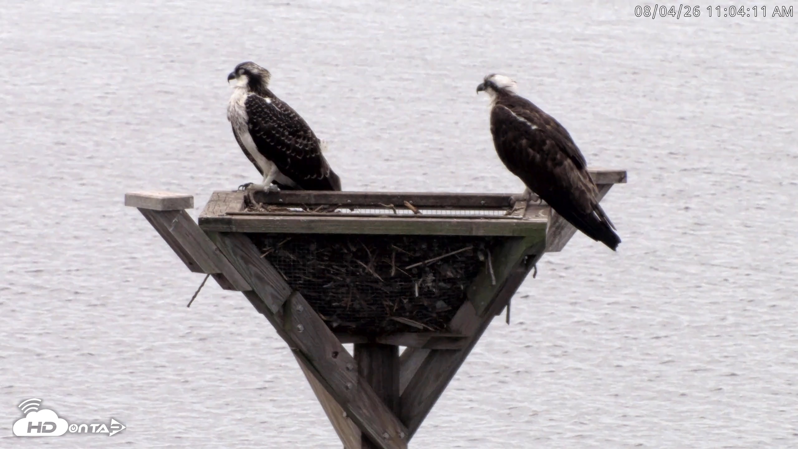 Snapshot of Blackwater Wildlife Refuge Osprey River Platform Live Cam taken Aug 4, 2026, 11:05am EDT