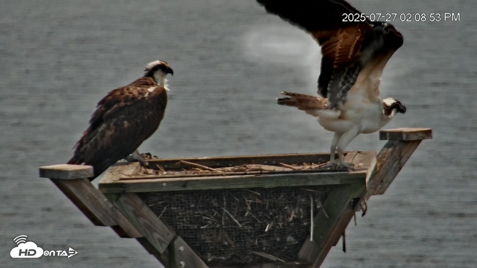 Snapshot of Blackwater Wildlife Refuge Osprey River Platform Live Cam taken Jul 27, 2025, 2:10pm EDT