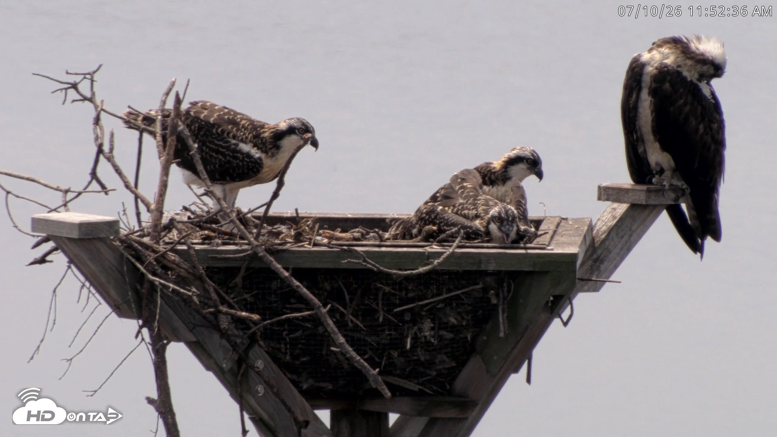 Snapshot of Blackwater Wildlife Refuge Osprey River Platform Live Cam taken Jul 10, 2026, 11:53am EDT