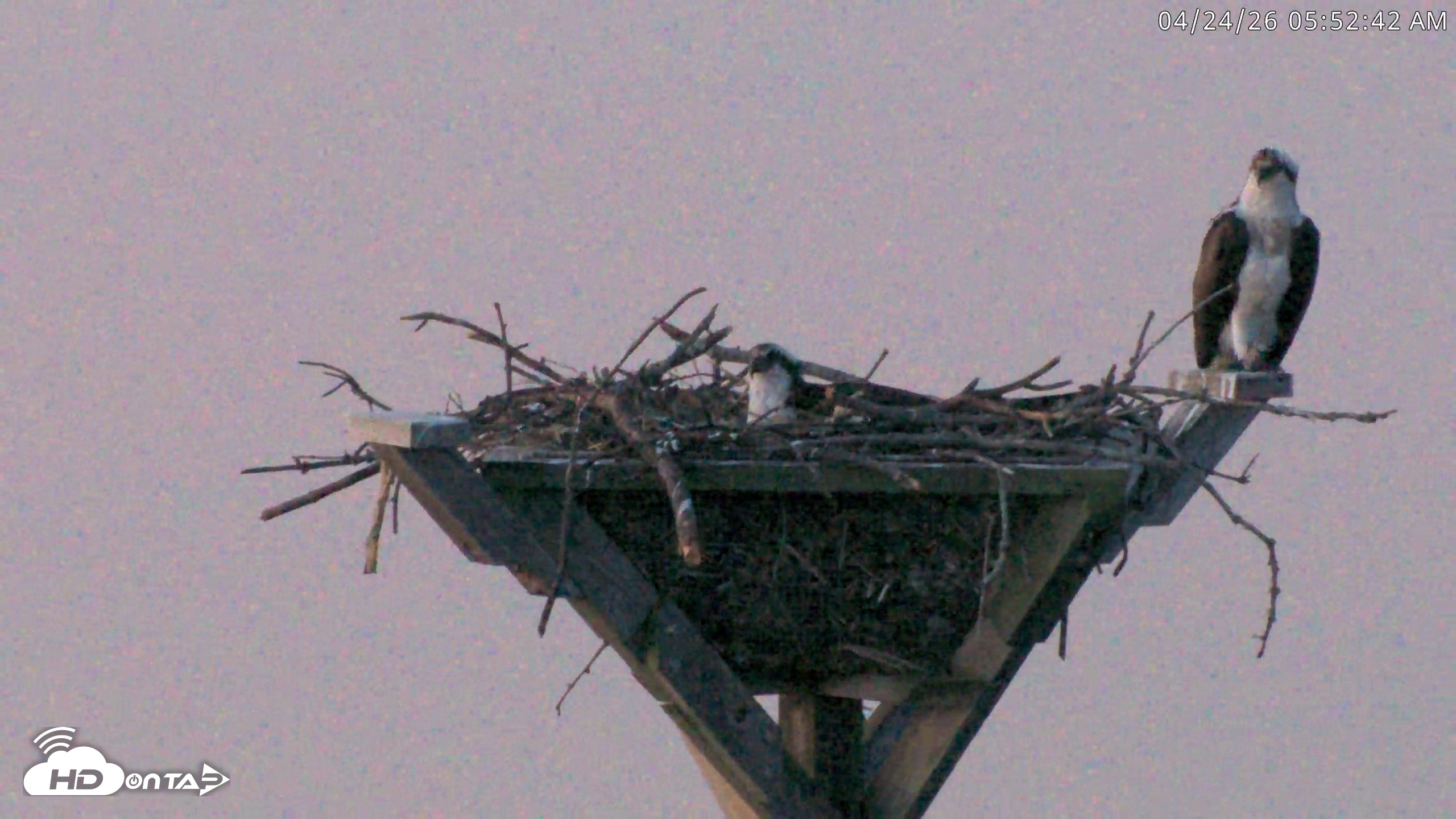 Snapshot of Blackwater Wildlife Refuge Osprey River Platform Live Cam taken Apr 24, 2026, 5:53am EDT