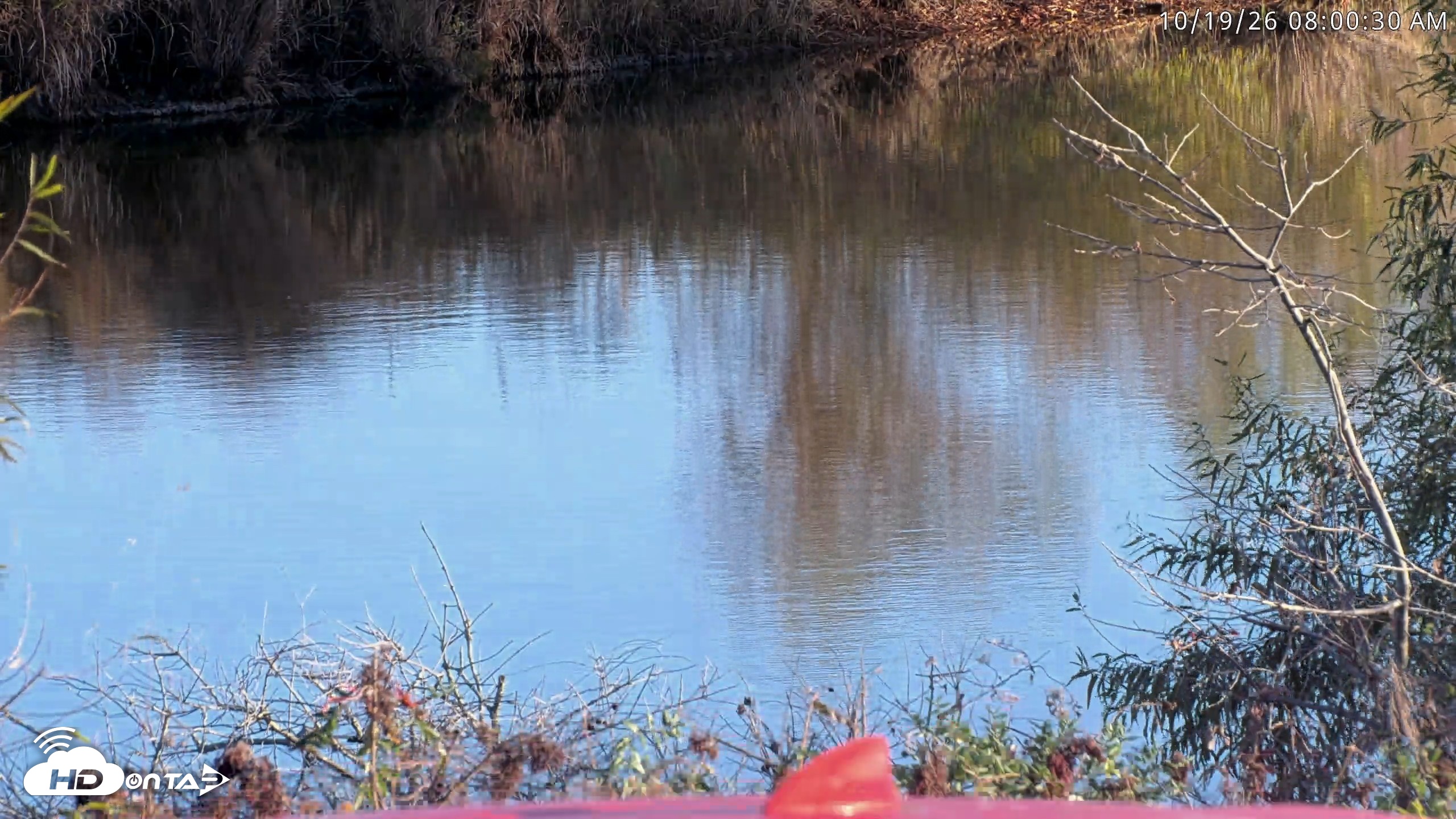 Snapshot of Blackwater Wildlife Refuge Osprey River Platform Live Cam taken Oct 19, 2026, 8:01am EDT