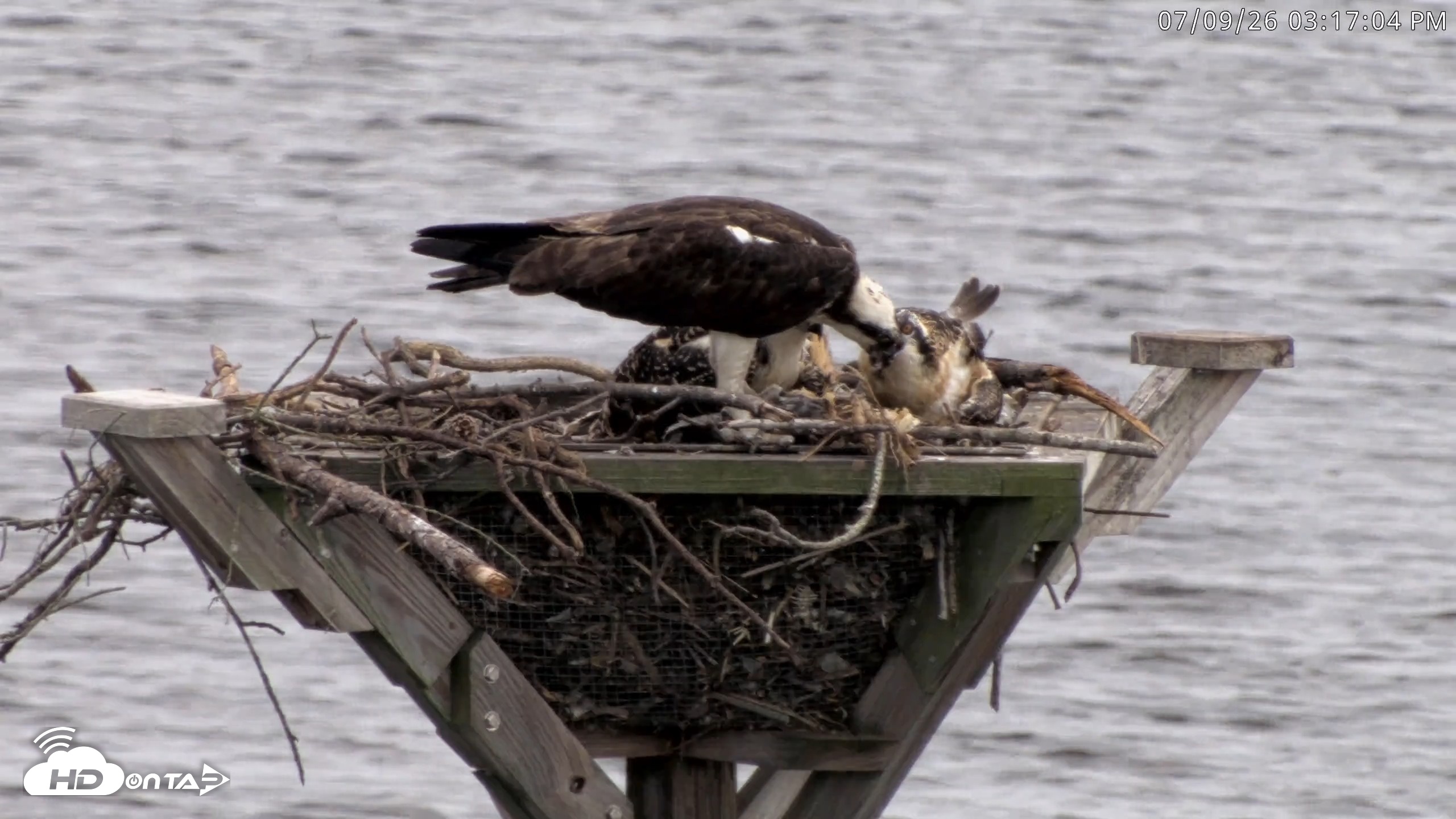 Snapshot of Blackwater Wildlife Refuge Osprey River Platform Live Cam taken Jul 9, 2026, 3:17pm EDT