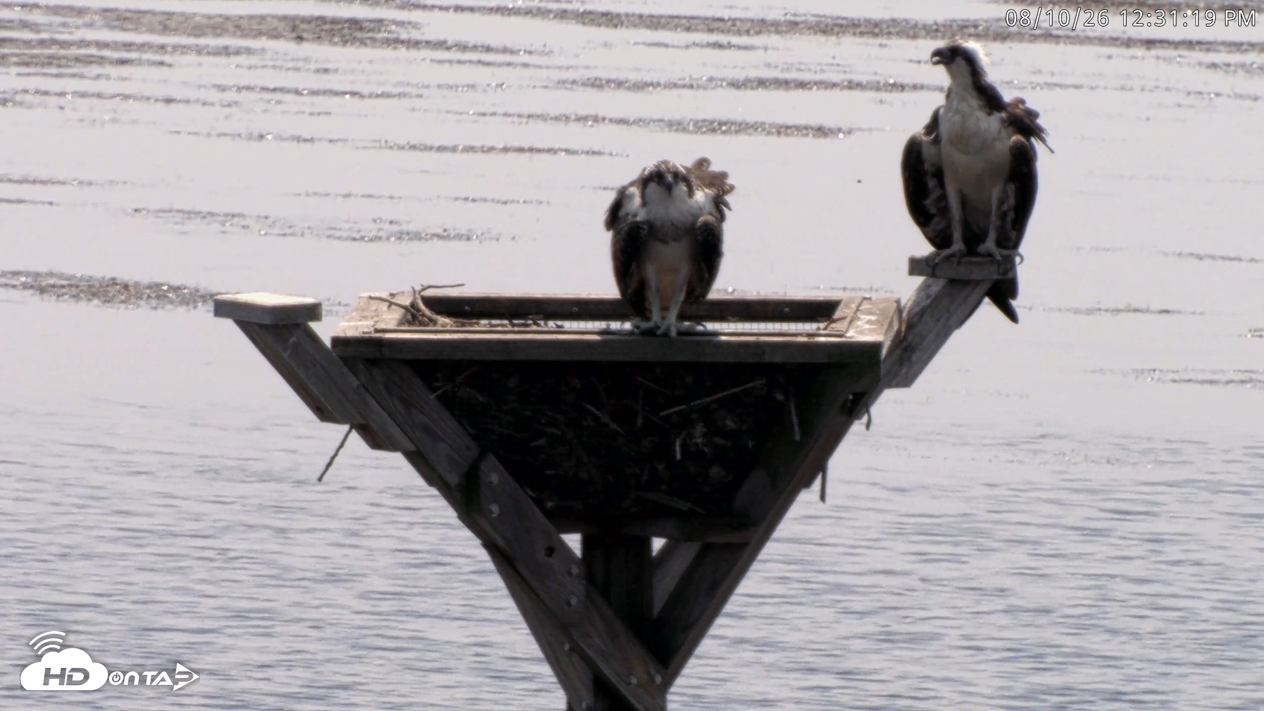 Snapshot of Blackwater Wildlife Refuge Osprey River Platform Live Cam taken Aug 10, 2026, 12:32pm EDT