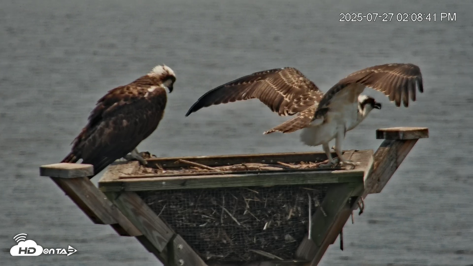Snapshot of Blackwater Wildlife Refuge Osprey River Platform Live Cam taken Jul 27, 2025, 2:09pm EDT
