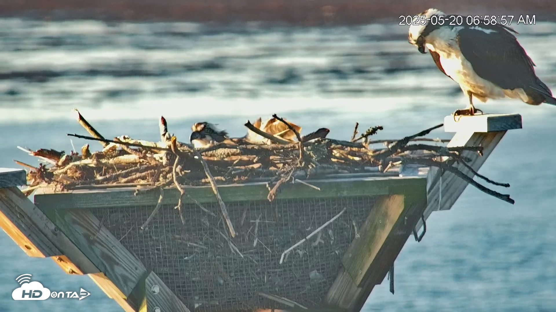 Snapshot of Blackwater Wildlife Refuge Osprey River Platform Live Cam taken May 20, 2025, 6:59am EDT