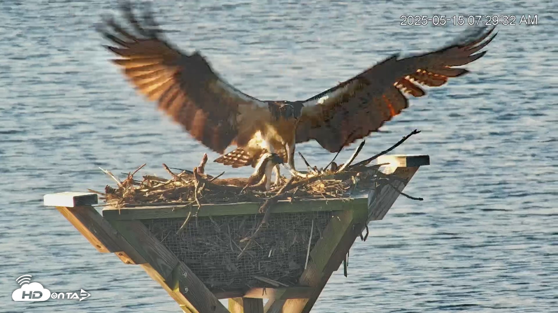 Snapshot of Blackwater Wildlife Refuge Osprey River Platform Live Cam taken May 15, 2025, 7:30am EDT