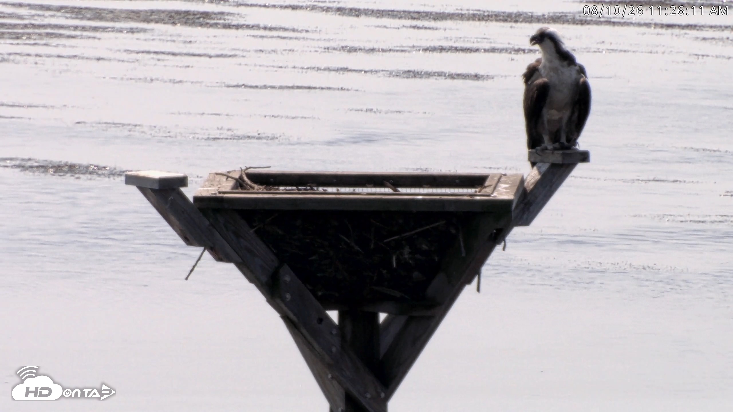 Snapshot of Blackwater Wildlife Refuge Osprey River Platform Live Cam taken Aug 10, 2026, 11:26am EDT