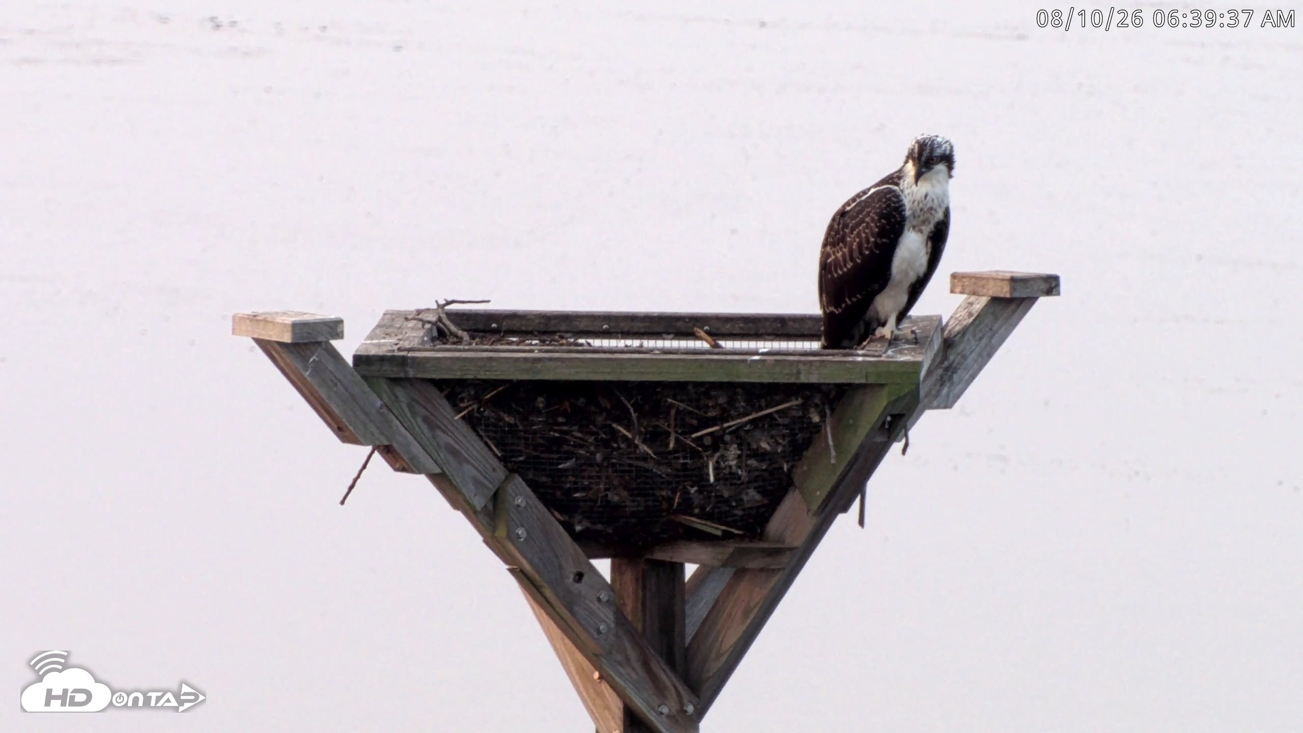 Snapshot of Blackwater Wildlife Refuge Osprey River Platform Live Cam taken Aug 10, 2026, 6:40am EDT