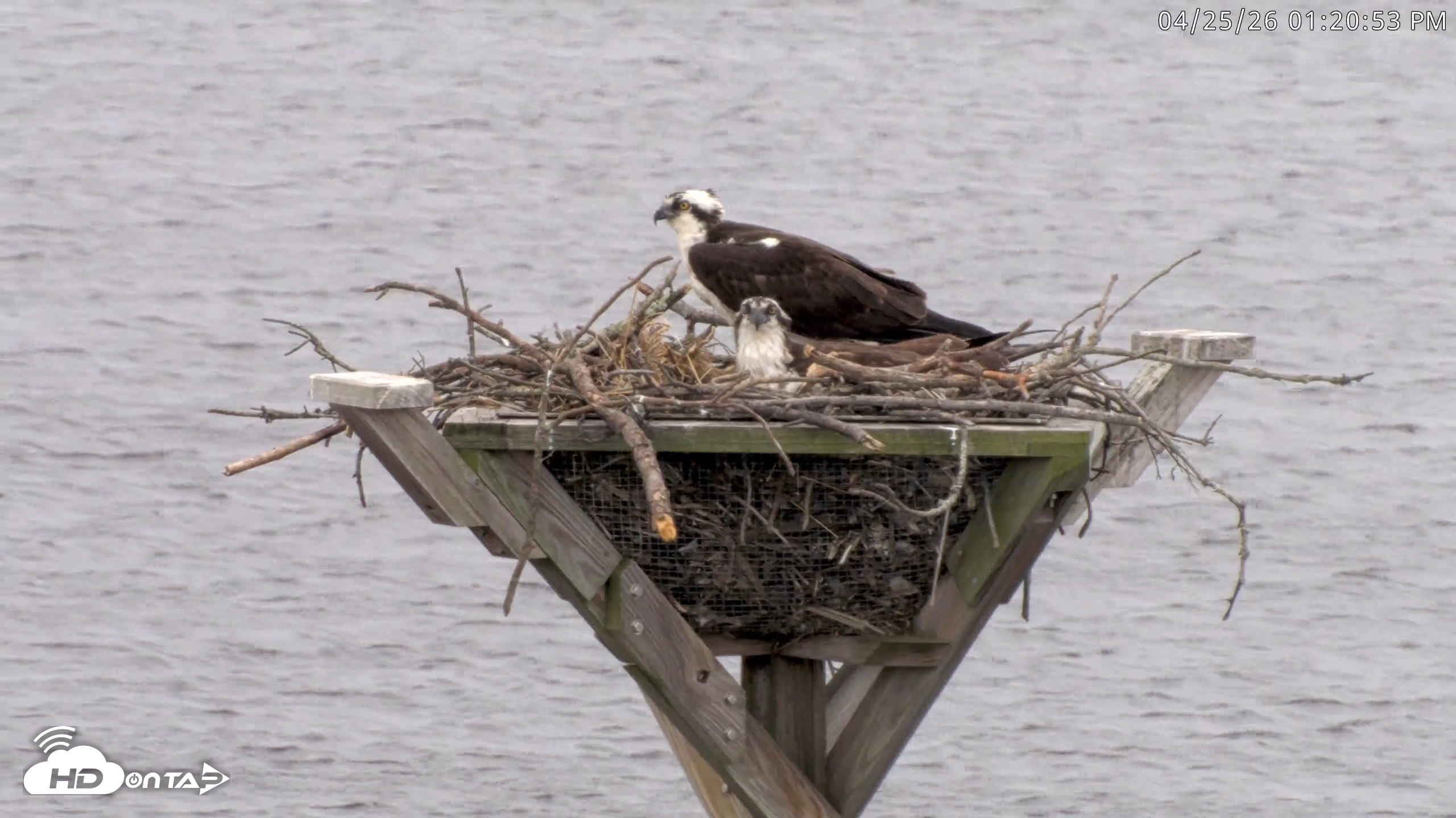 Snapshot of Blackwater Wildlife Refuge Osprey River Platform Live Cam taken Apr 25, 2026, 1:21pm EDT