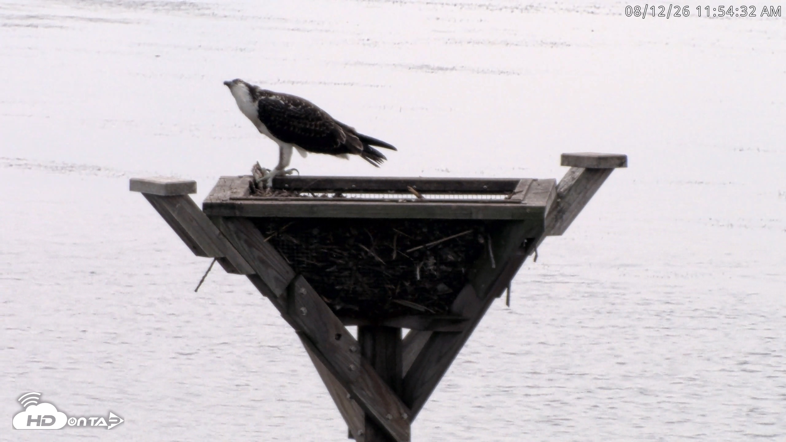 Snapshot of Blackwater Wildlife Refuge Osprey River Platform Live Cam taken Aug 12, 2026, 11:55am EDT