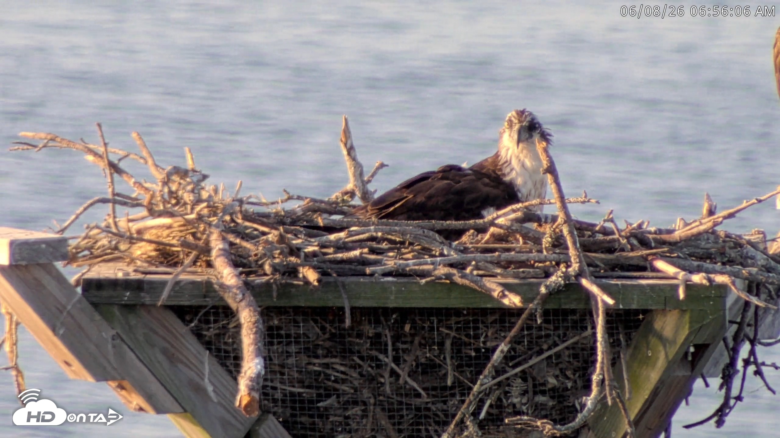 Snapshot of Blackwater Wildlife Refuge Osprey River Platform Live Cam taken Jun 8, 2026, 6:56am EDT
