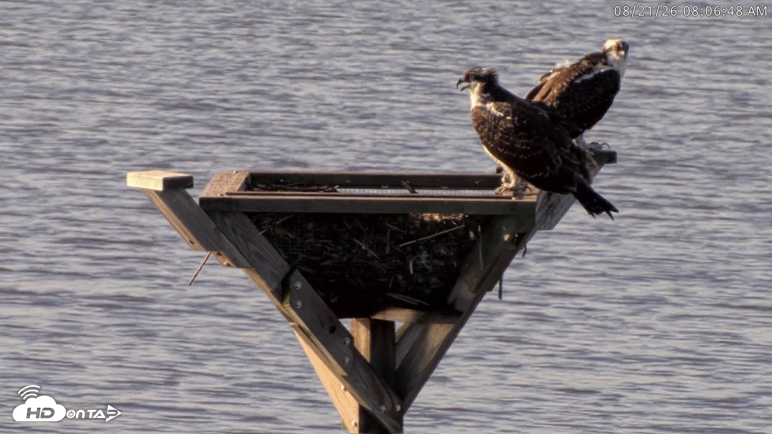 Snapshot of Blackwater Wildlife Refuge Osprey River Platform Live Cam taken Aug 21, 2026, 8:07am EDT