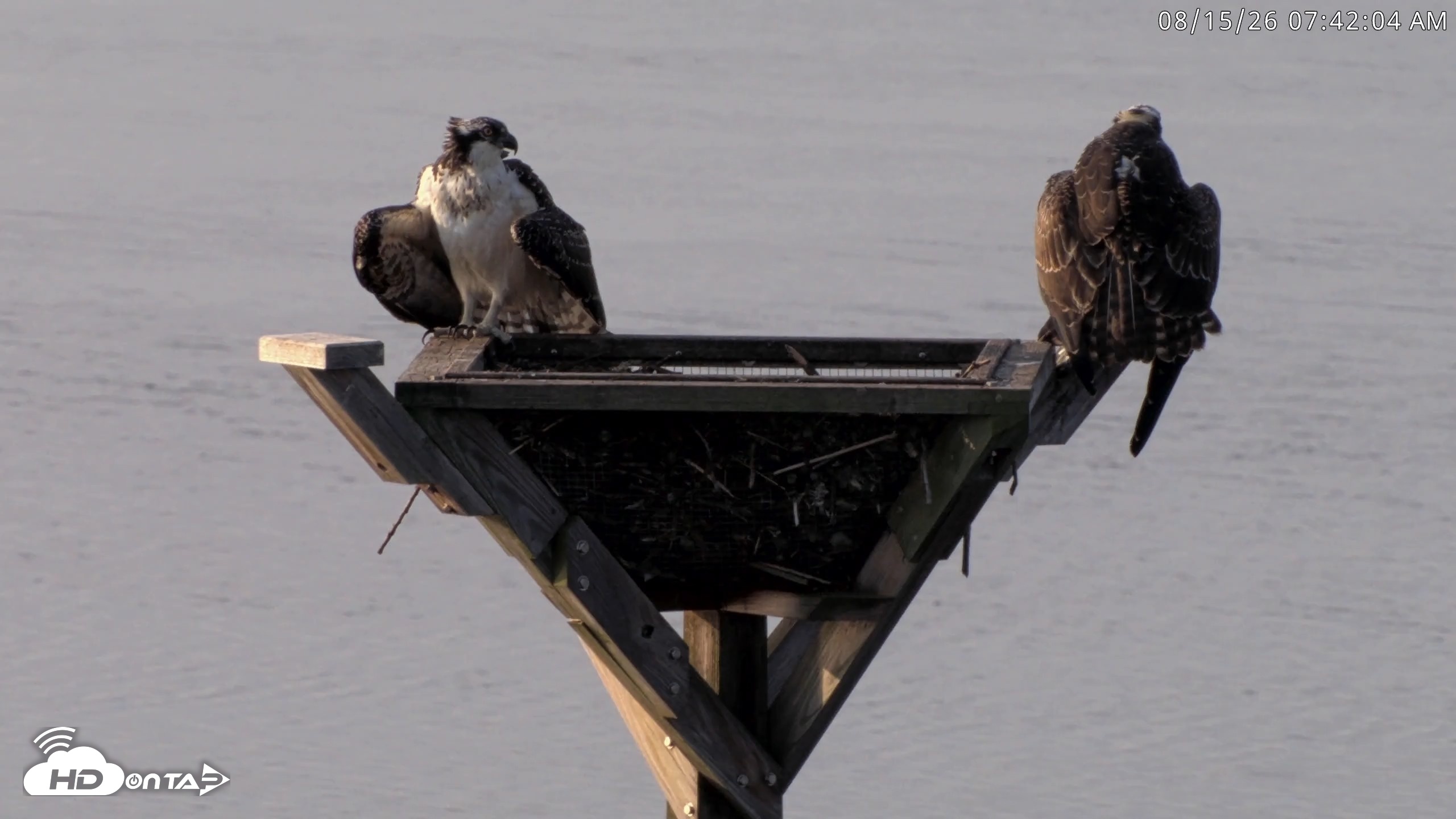 Snapshot of Blackwater Wildlife Refuge Osprey River Platform Live Cam taken Aug 15, 2026, 7:42am EDT