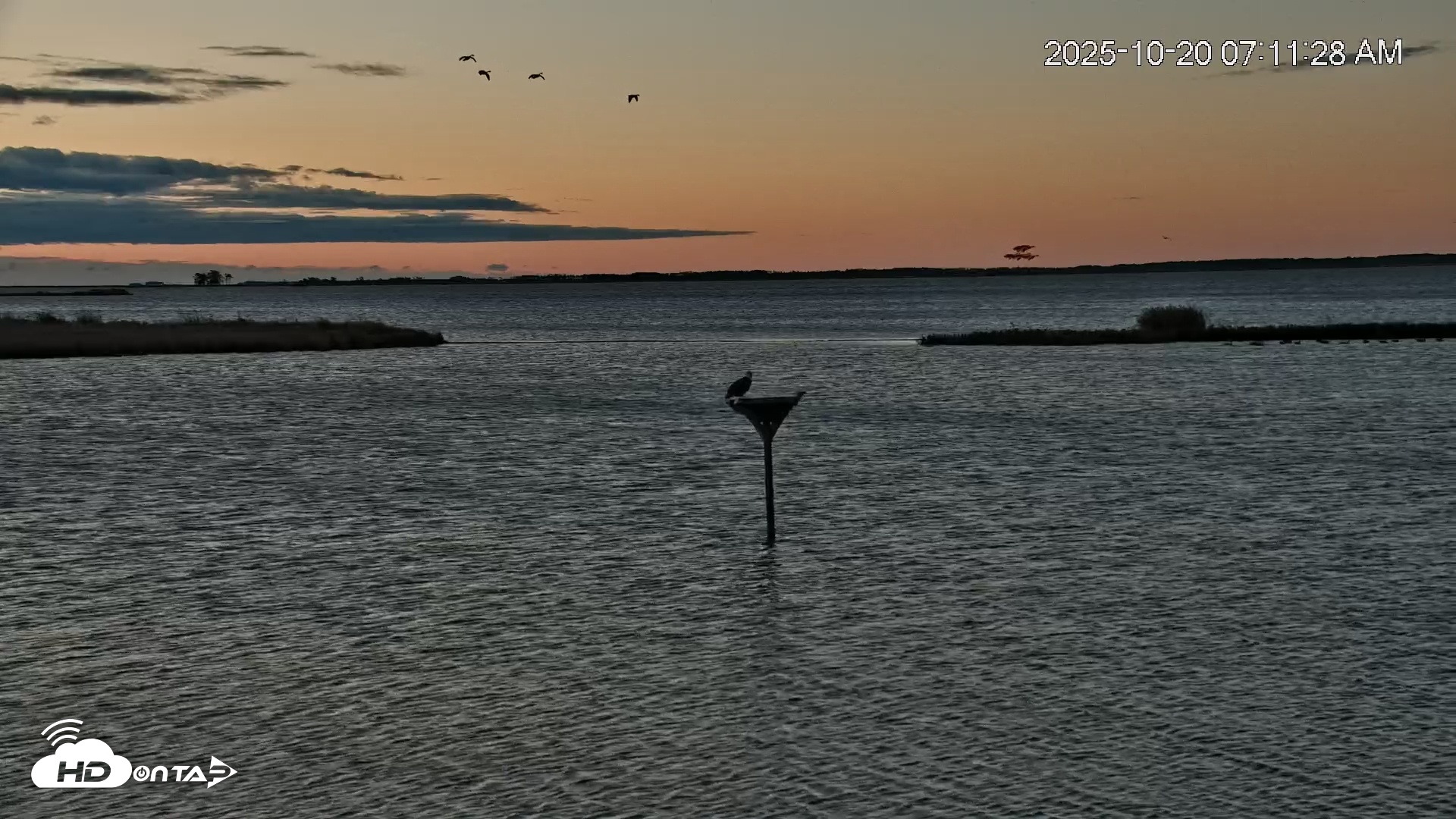 Snapshot of Blackwater Wildlife Refuge Osprey River Platform Live Cam taken Oct 20, 2025, 7:12am EDT