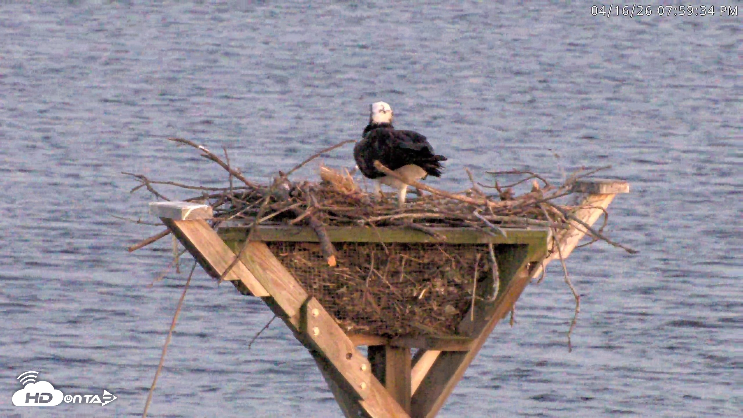 Snapshot of Blackwater Wildlife Refuge Osprey River Platform Live Cam taken Apr 16, 2026, 8:00pm EDT