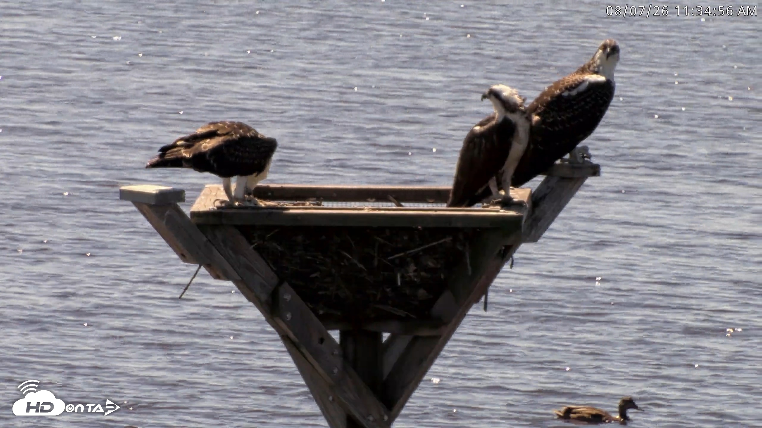 Snapshot of Blackwater Wildlife Refuge Osprey River Platform Live Cam taken Aug 7, 2026, 11:35am EDT