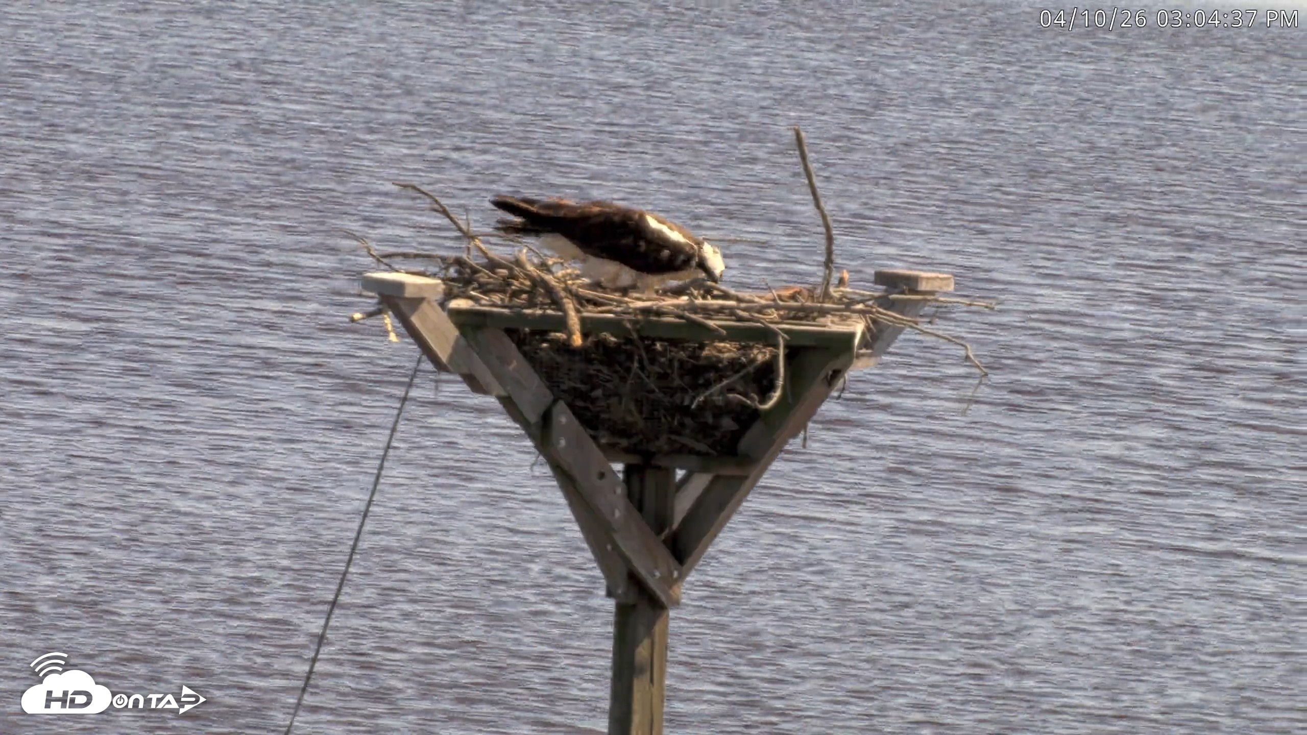 Snapshot of Blackwater Wildlife Refuge Osprey River Platform Live Cam taken Apr 10, 2026, 3:05pm EDT
