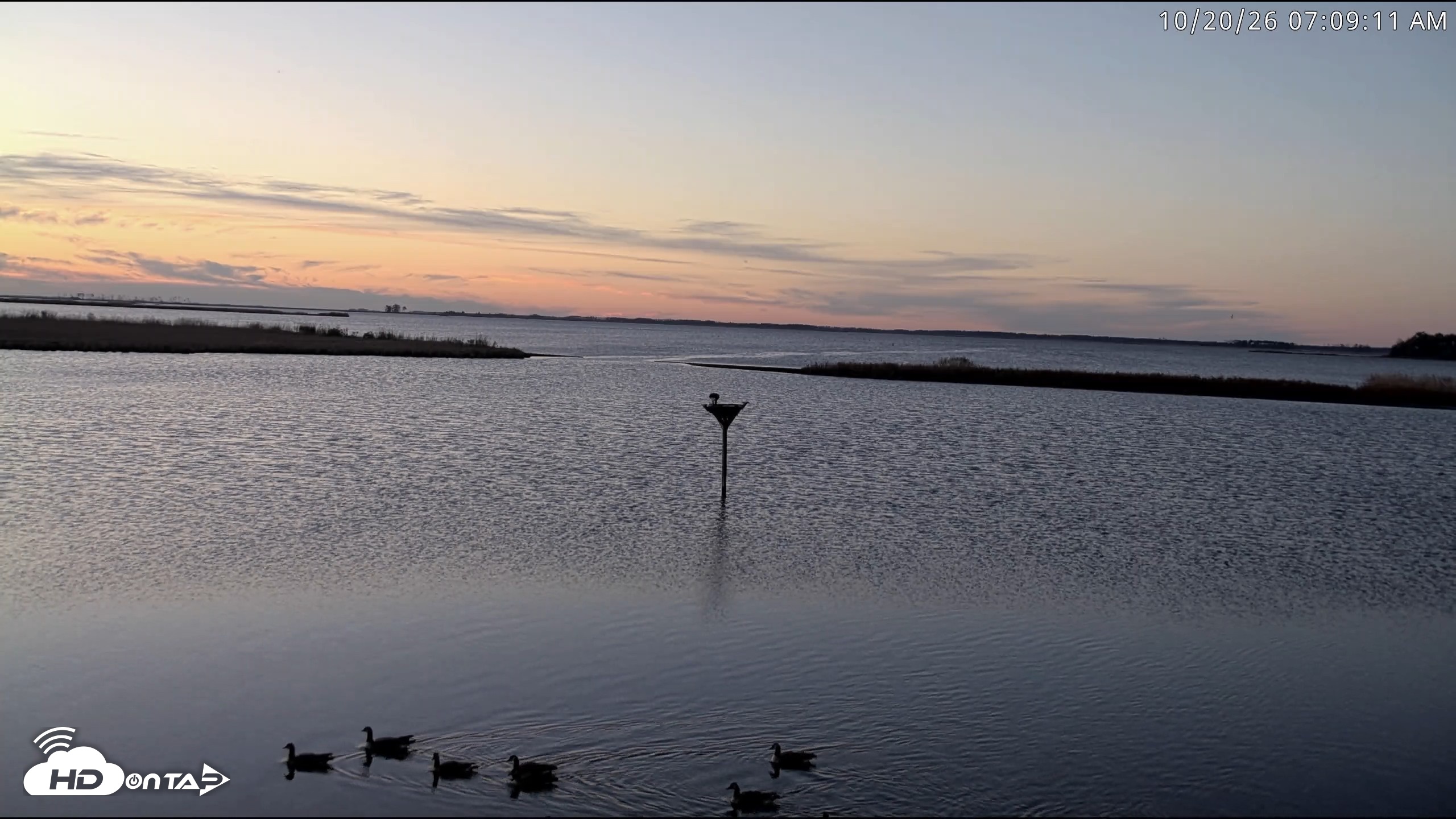 Snapshot of Blackwater Wildlife Refuge Osprey River Platform Live Cam taken Oct 20, 2026, 7:09am EDT