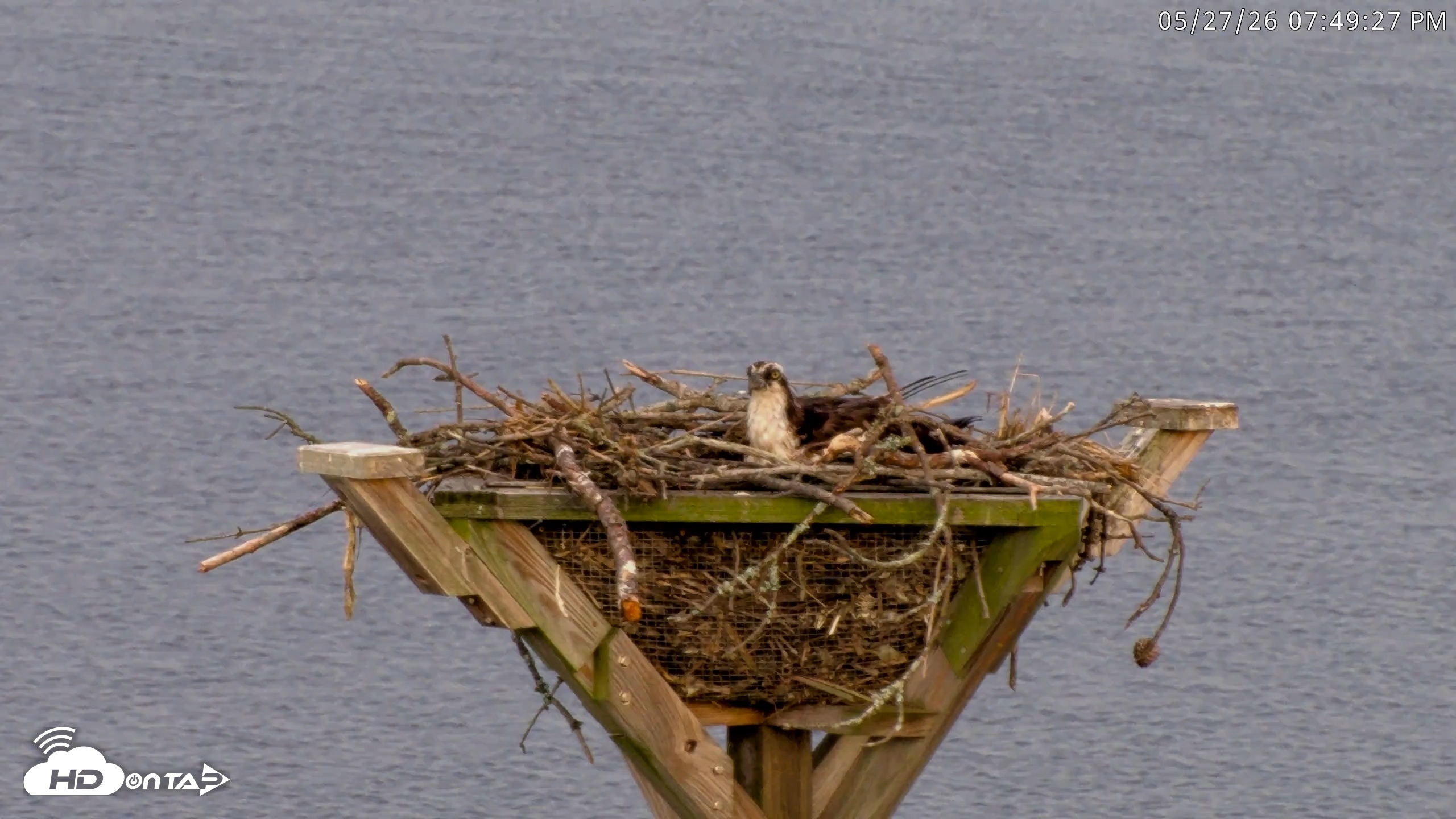 Snapshot of Blackwater Wildlife Refuge Osprey River Platform Live Cam taken May 27, 2026, 7:50pm EDT