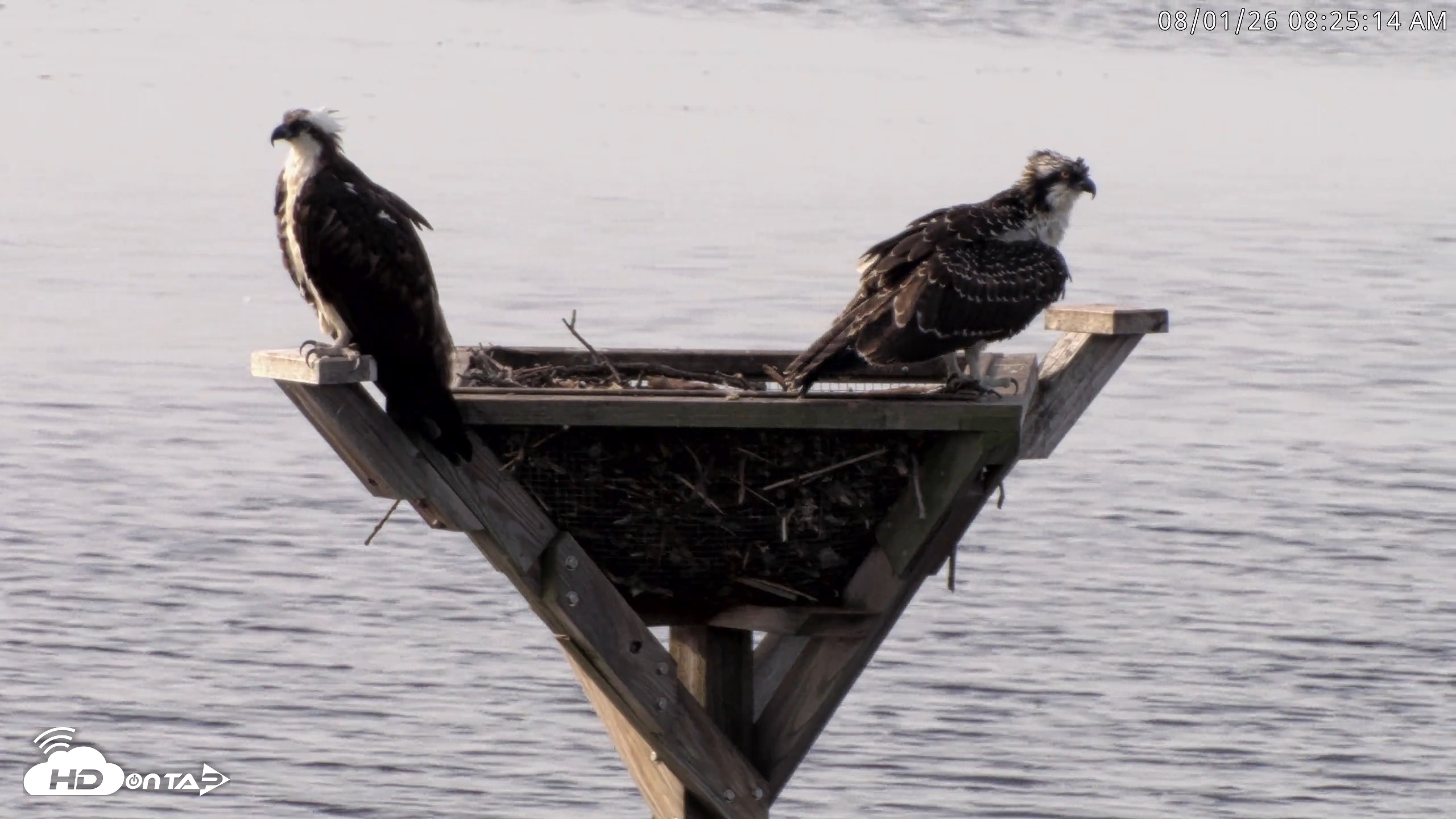 Snapshot of Blackwater Wildlife Refuge Osprey River Platform Live Cam taken Aug 1, 2026, 8:25am EDT