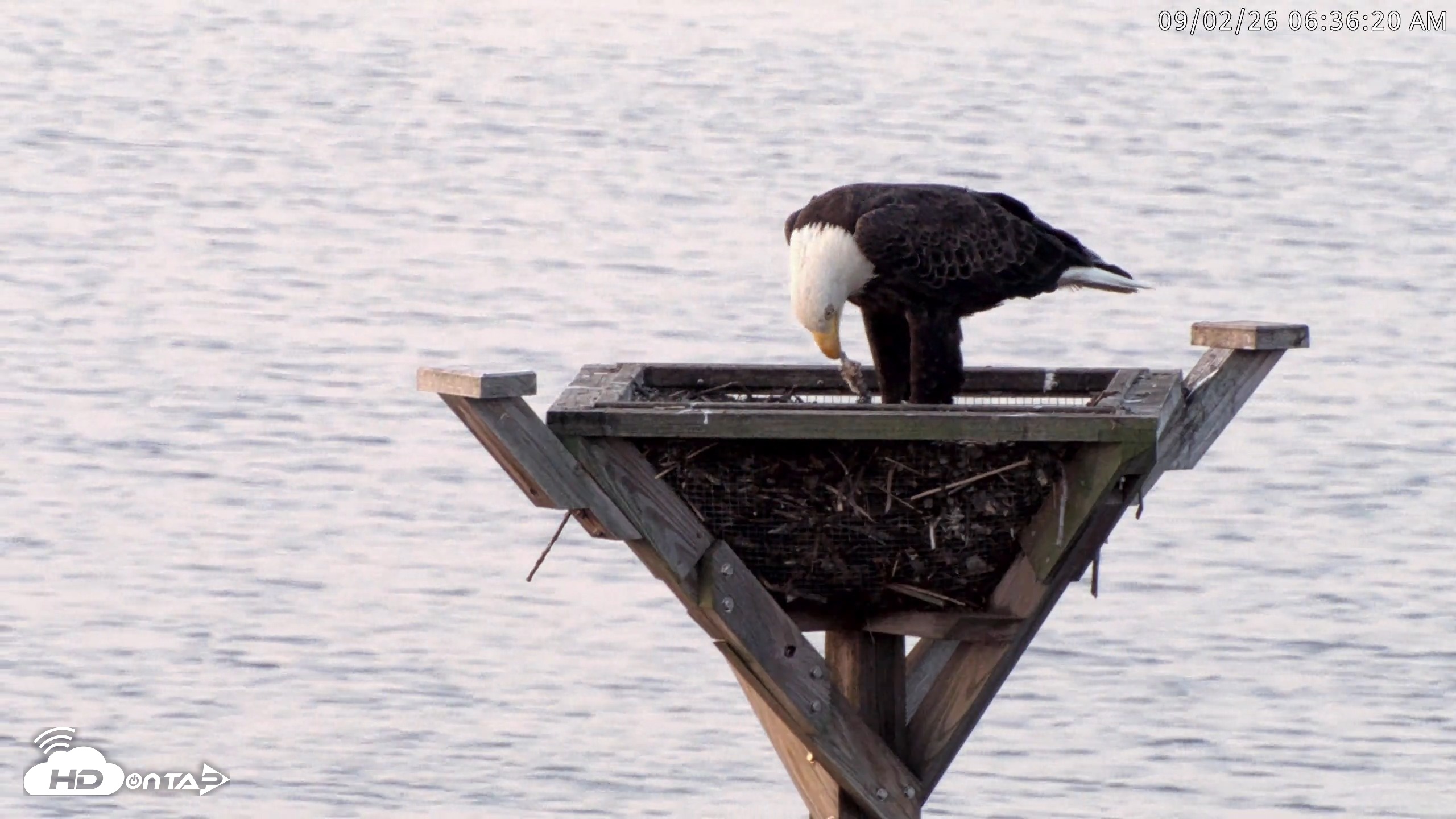 Snapshot of Blackwater Wildlife Refuge Osprey River Platform Live Cam taken Sep 2, 2026, 6:37am EDT