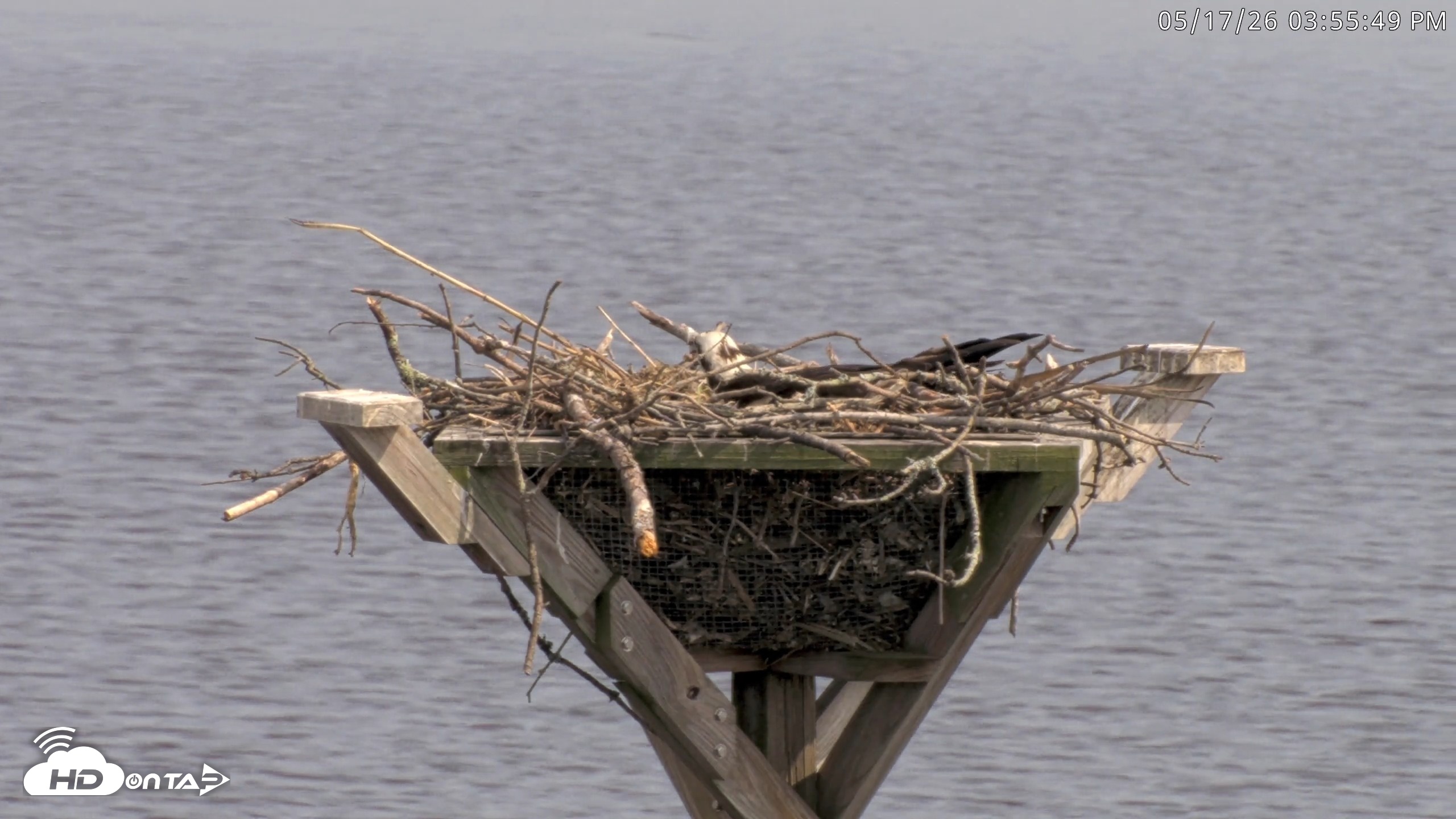 Snapshot of Blackwater Wildlife Refuge Osprey River Platform Live Cam taken May 17, 2026, 3:56pm EDT