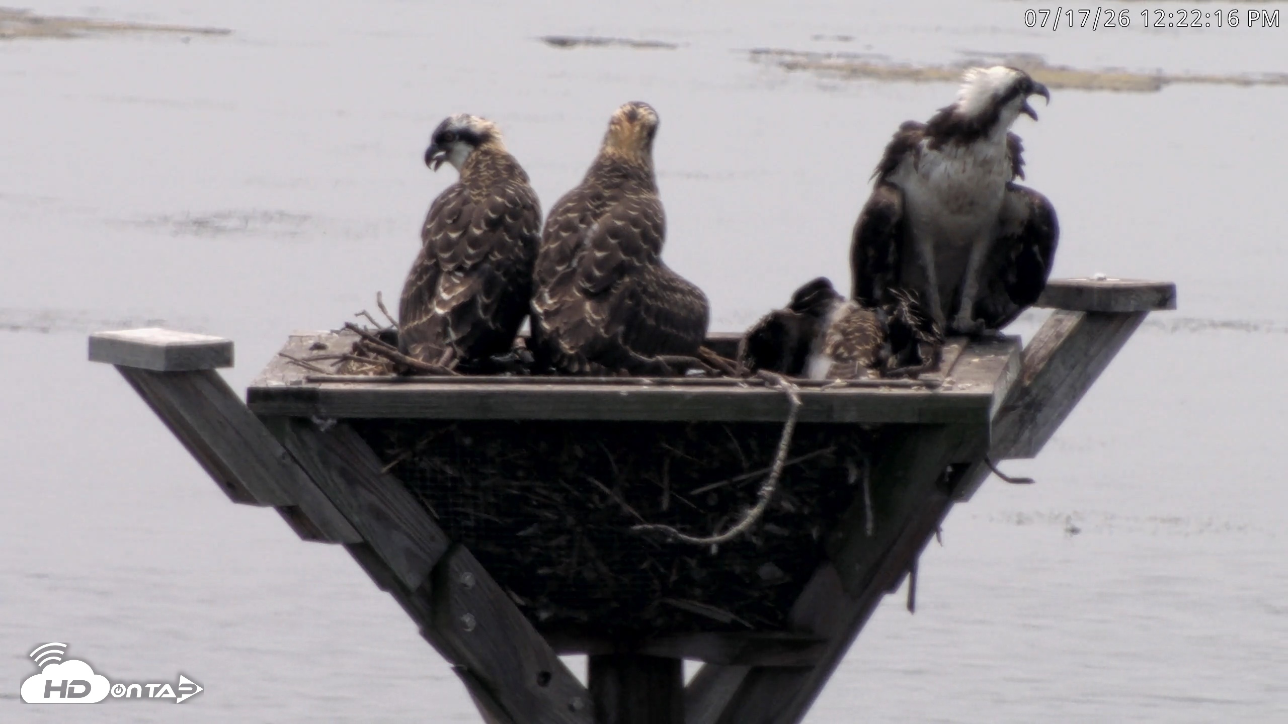 Snapshot of Blackwater Wildlife Refuge Osprey River Platform Live Cam taken Jul 17, 2026, 12:23pm EDT