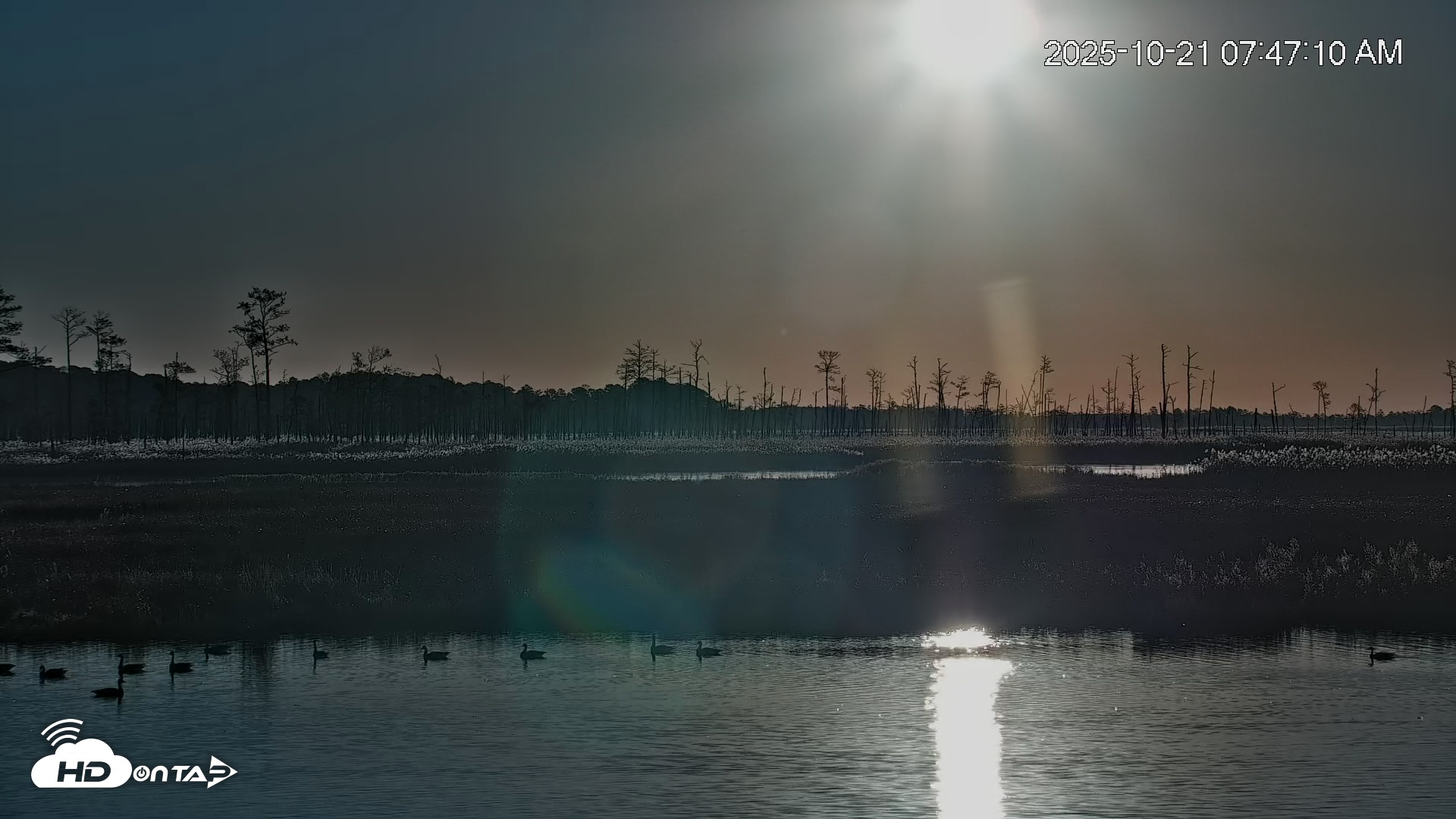 Snapshot of Blackwater Wildlife Refuge Osprey River Platform Live Cam taken Oct 21, 2025, 7:48am EDT